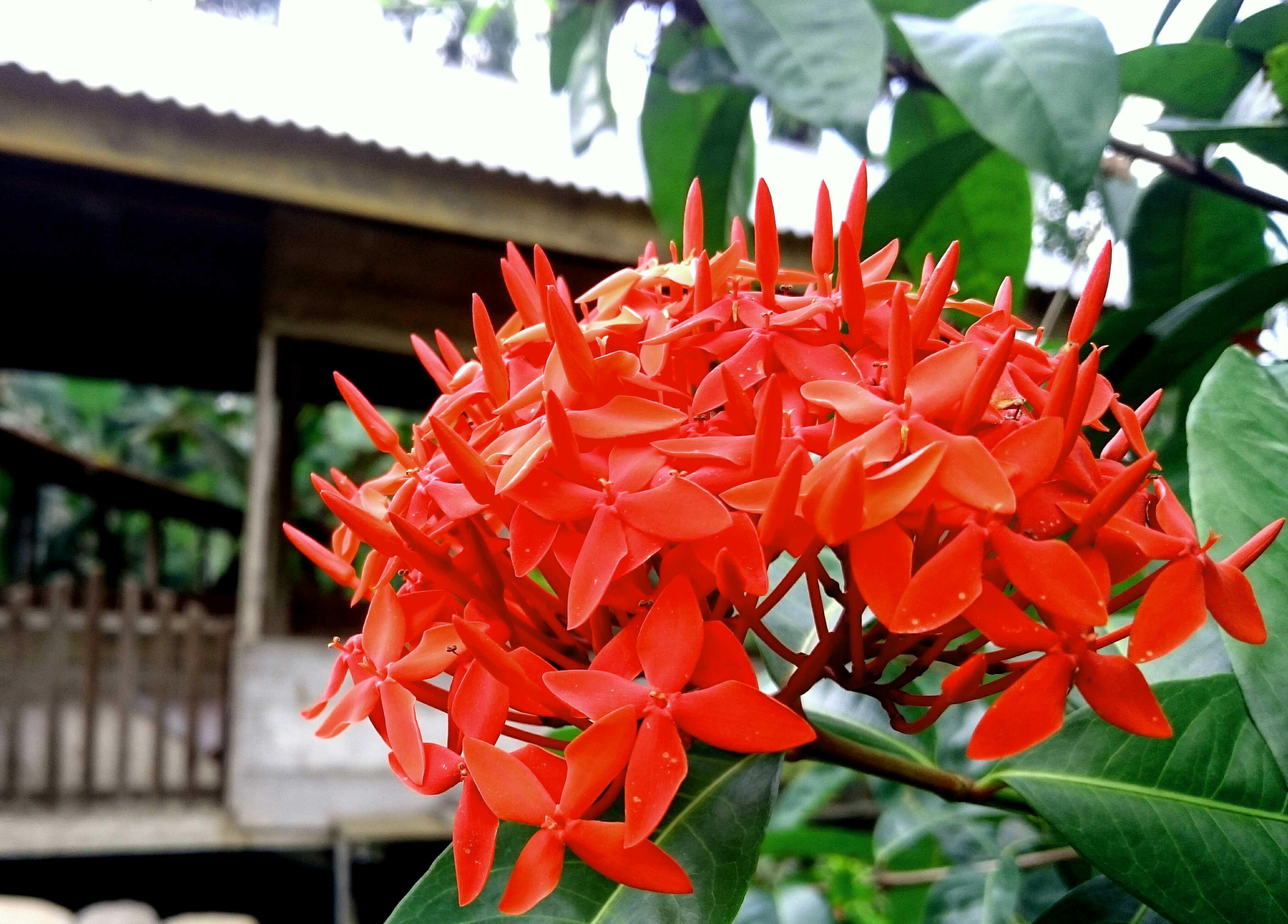 Terbaru 17+ Gambar Bunga Cantik Hd - Gambar Bunga Indah