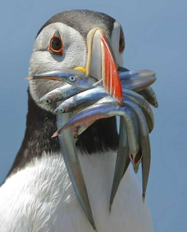Cara Burung Mencari Makanan Steemkr