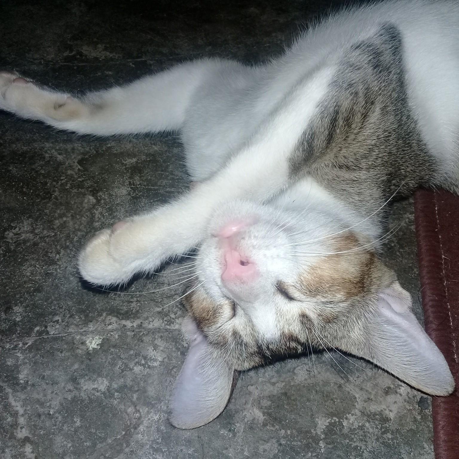 Kucing Yang Lucu Sedang Tidur Steemkr