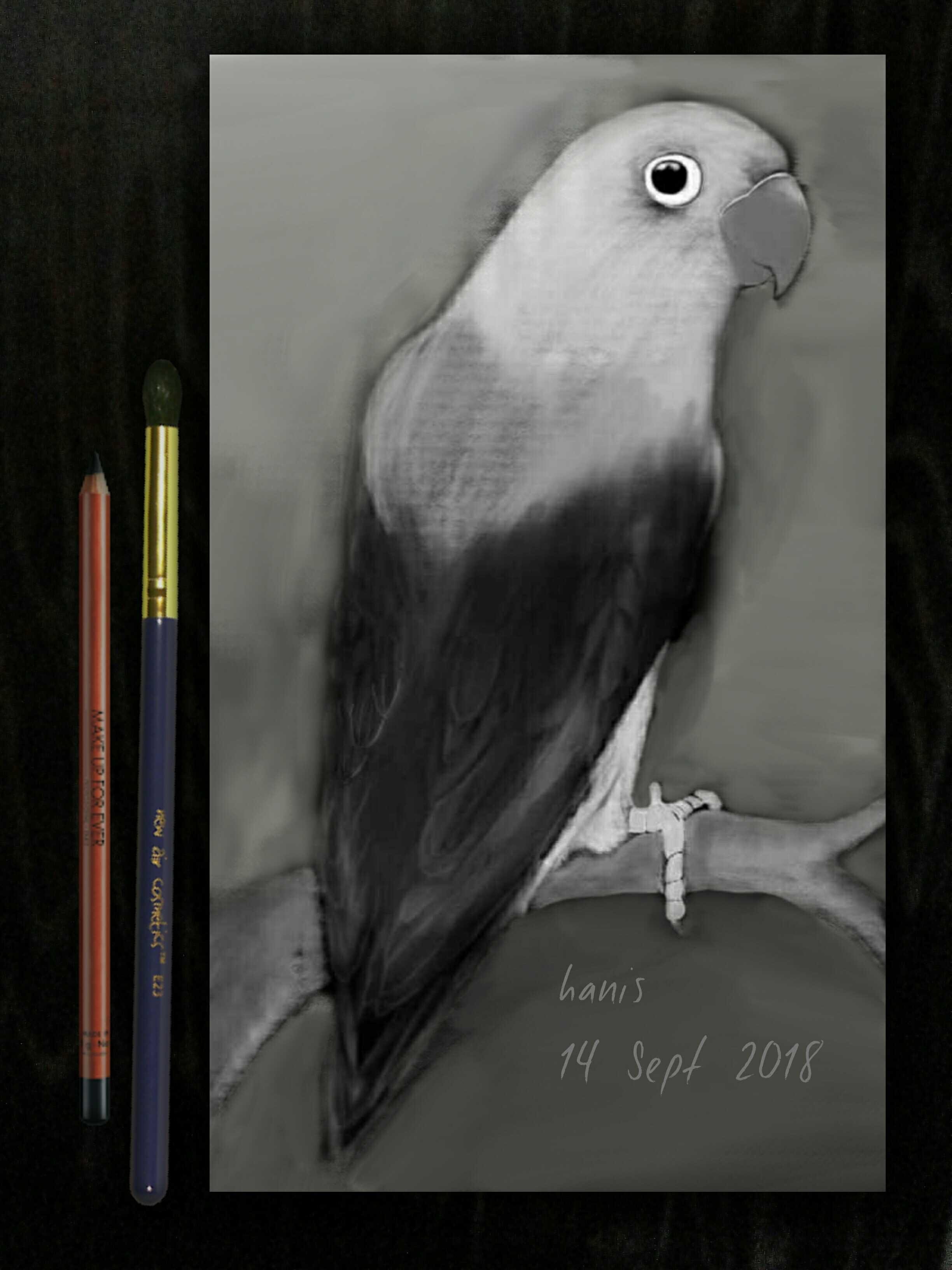 30 Ide Lukisan Burung Lovebird  Verbal Exhibitionist
