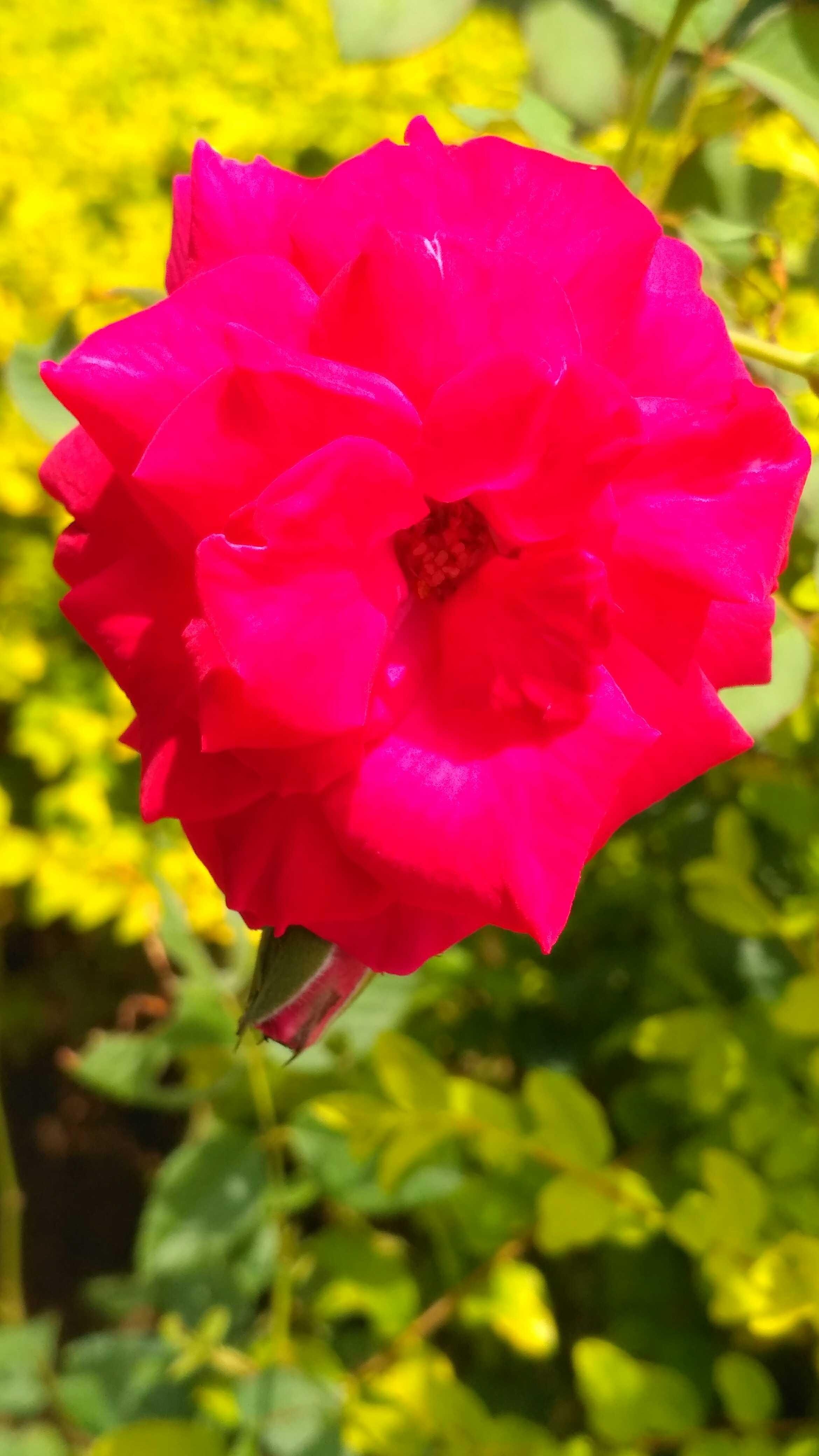  Mawar  merah   Steemit