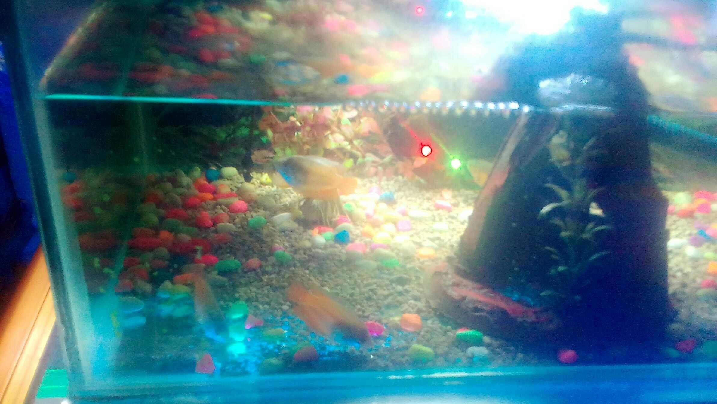 Ikan Hias Dalam Aquarium Steemkr