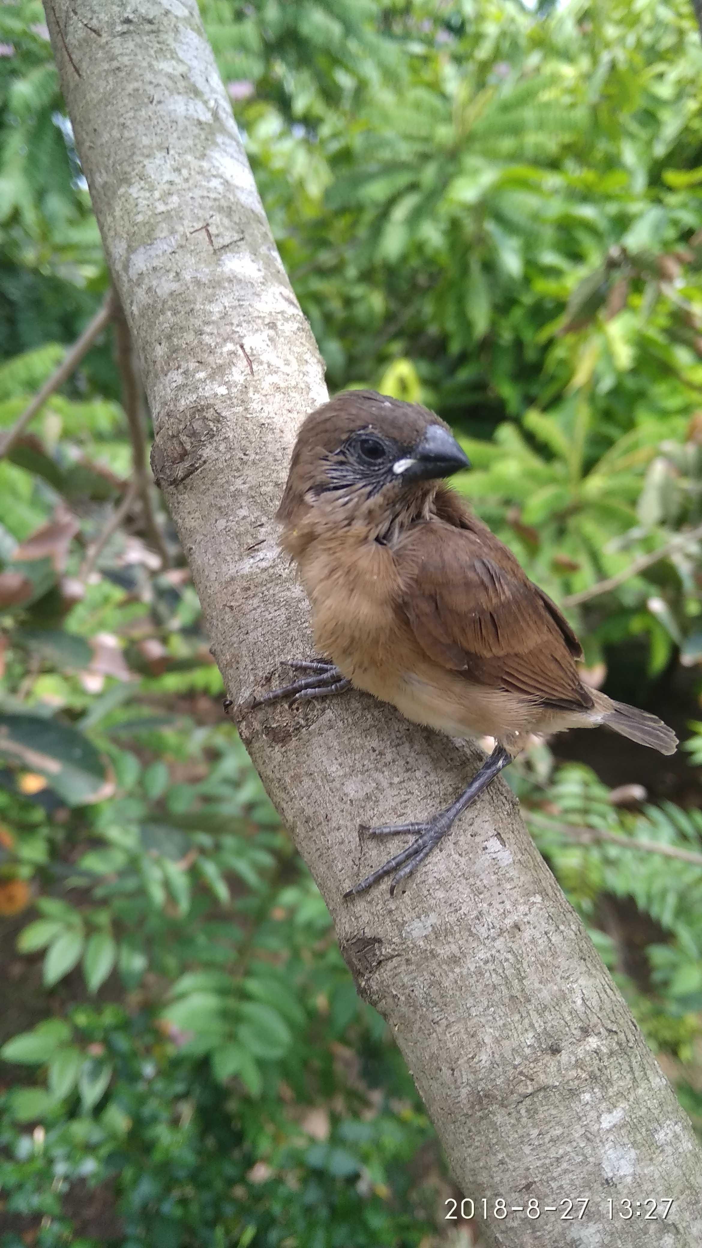 Anak Burung Pipit Yang Tersesat Photography Steemkr