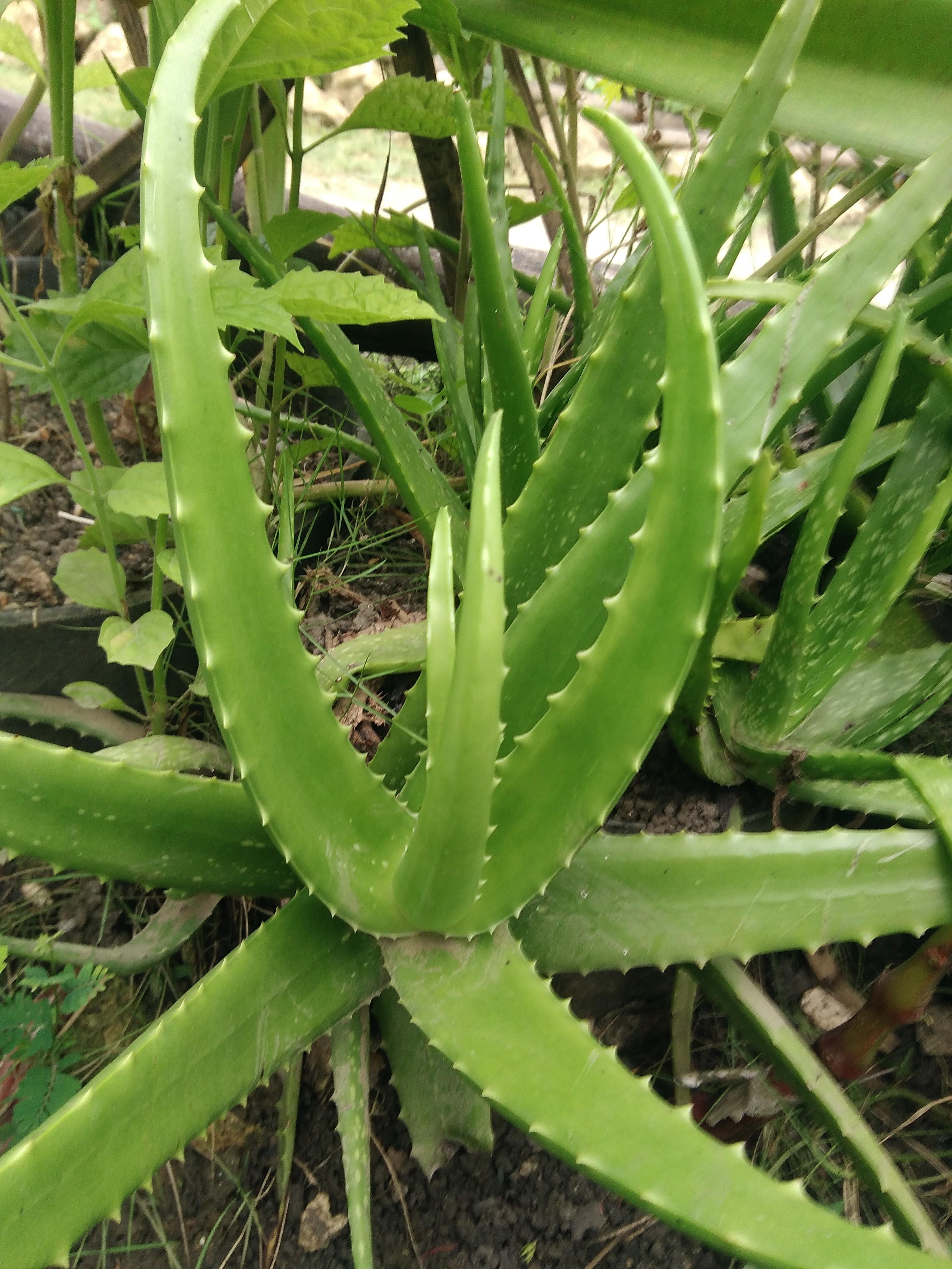 Keren Gambar  Tanaman Lidah  Buaya  Bunga Hias