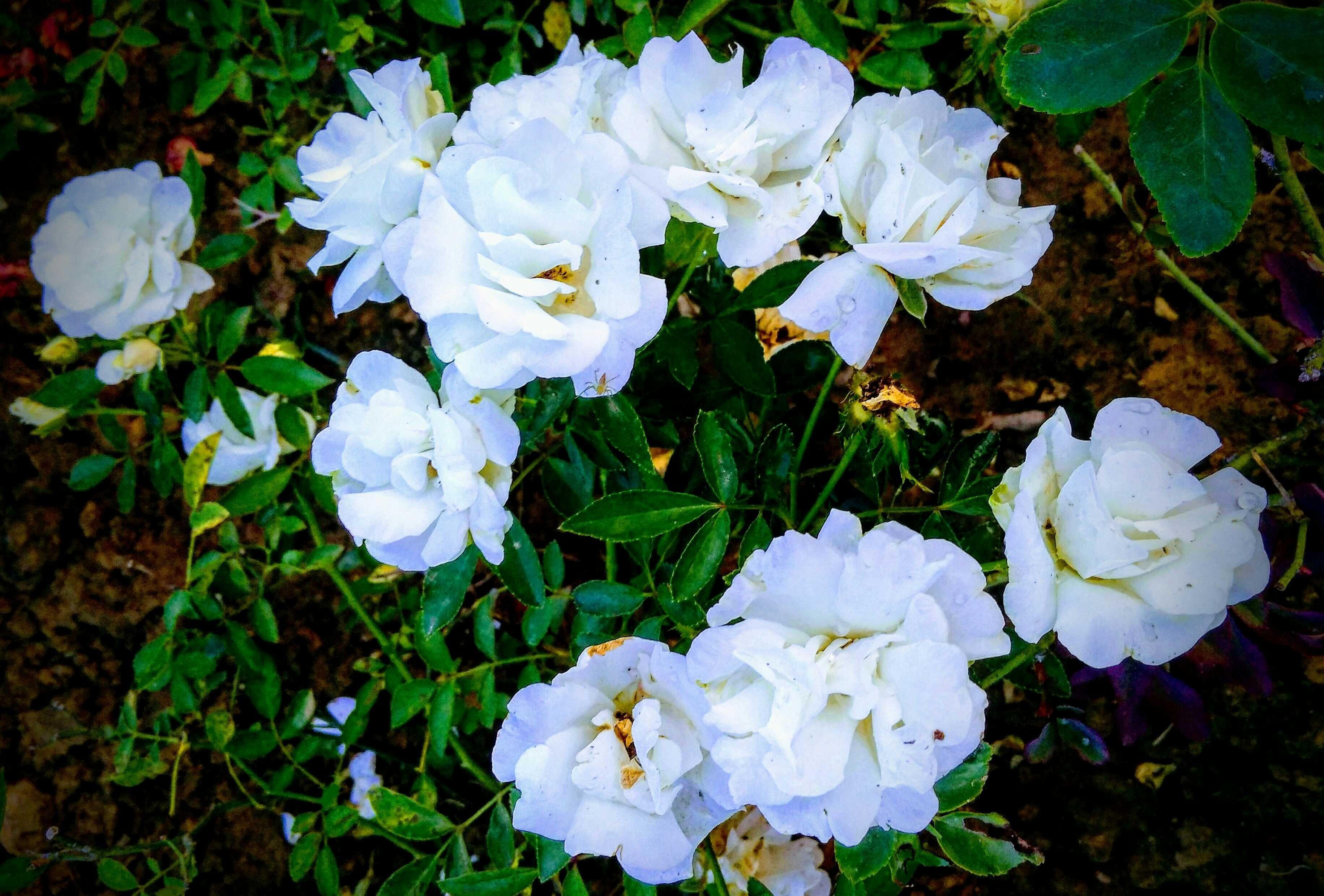 Paling Bagus 27 Foto Bunga  Mawar  Putih  Cantik Gambar  
