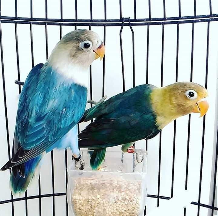 Love Bird Is Beautiful Animalphotography Steempeak