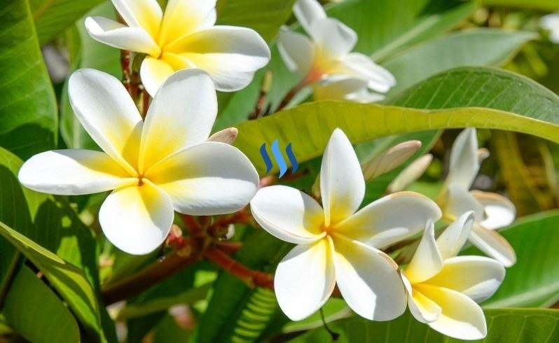 Gambar White Frangipani Flowers Bunga  Kamboja  Putih 