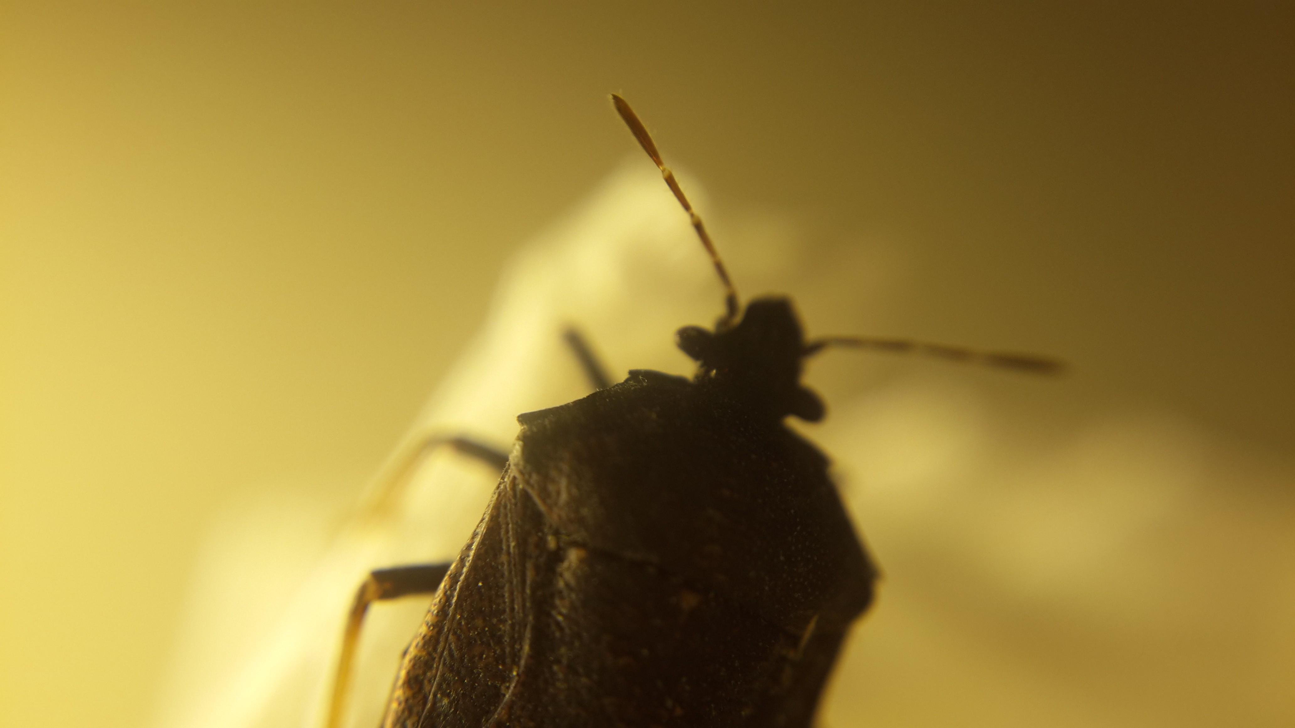 Lembing Hitam Hama Wereng