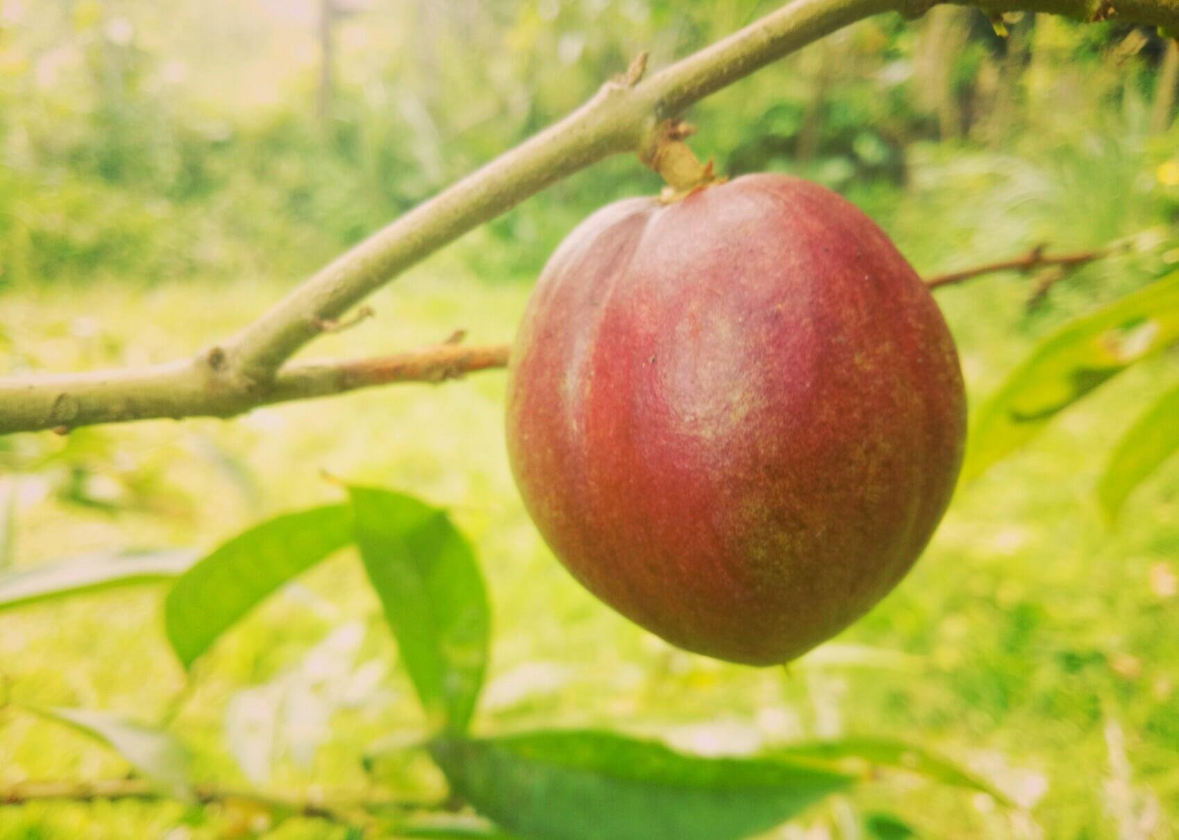 The Usefulness Of The Fruit Crown God For Health Kegunaan Buah Mahkota Dewa Untuk Kesehatan Steemkr