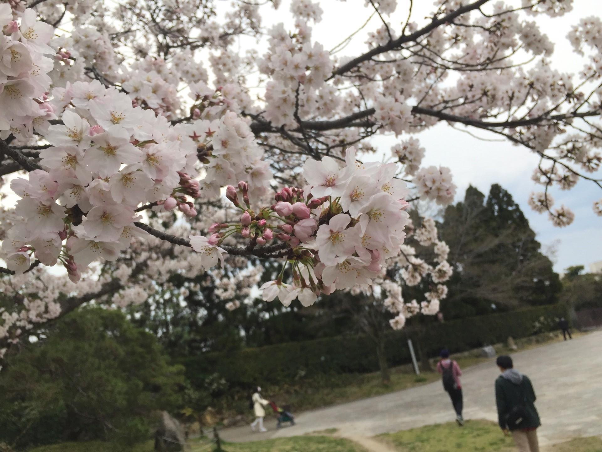 Terkeren 28 Wallpaper Bunga  Sakura  Di  Korea  Gambar  