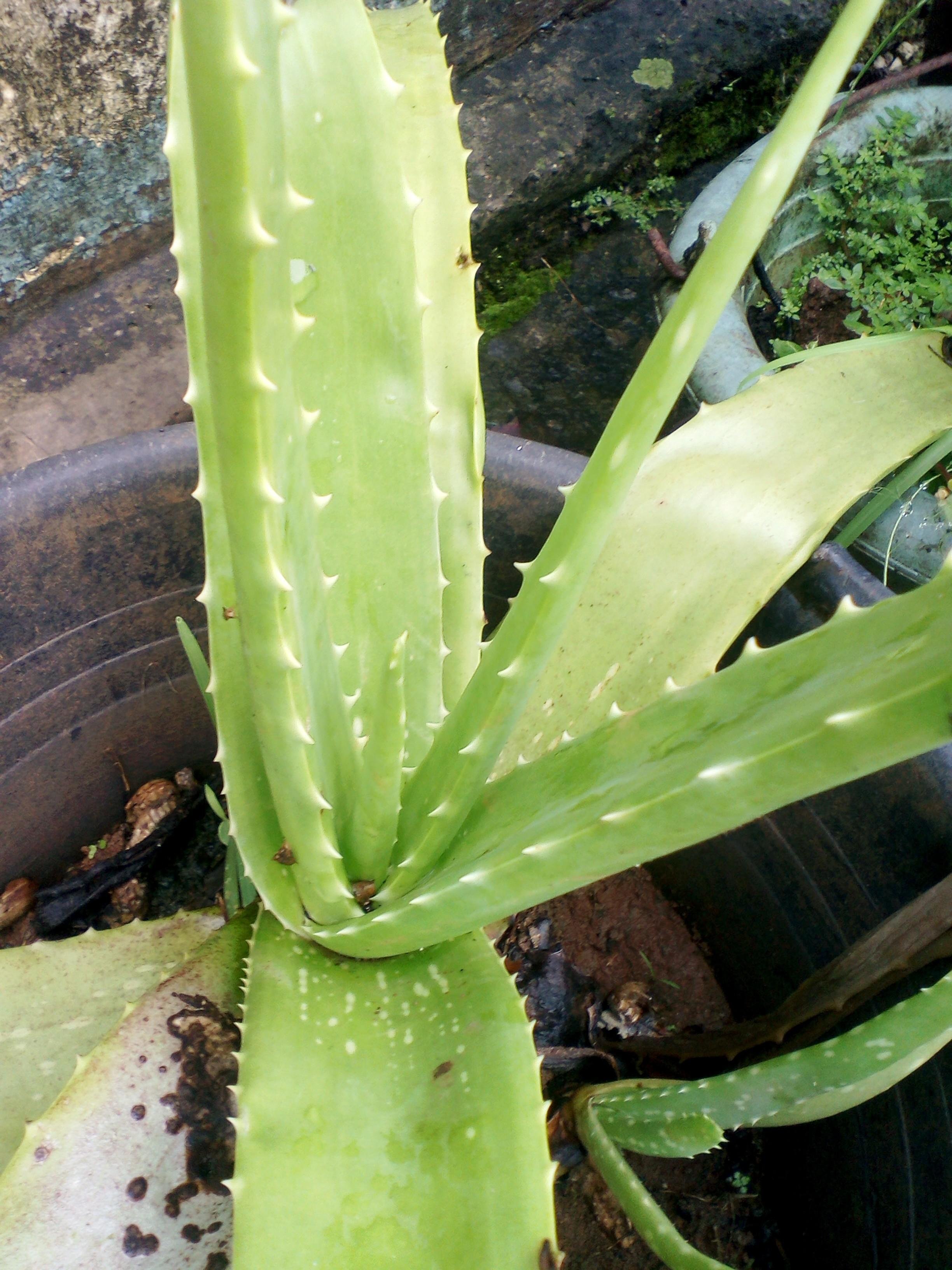 1000+ Gambar Daun Lidah Buaya Paling Keren 1000+ Gambar Daun Lidah Buaya Paling Keren