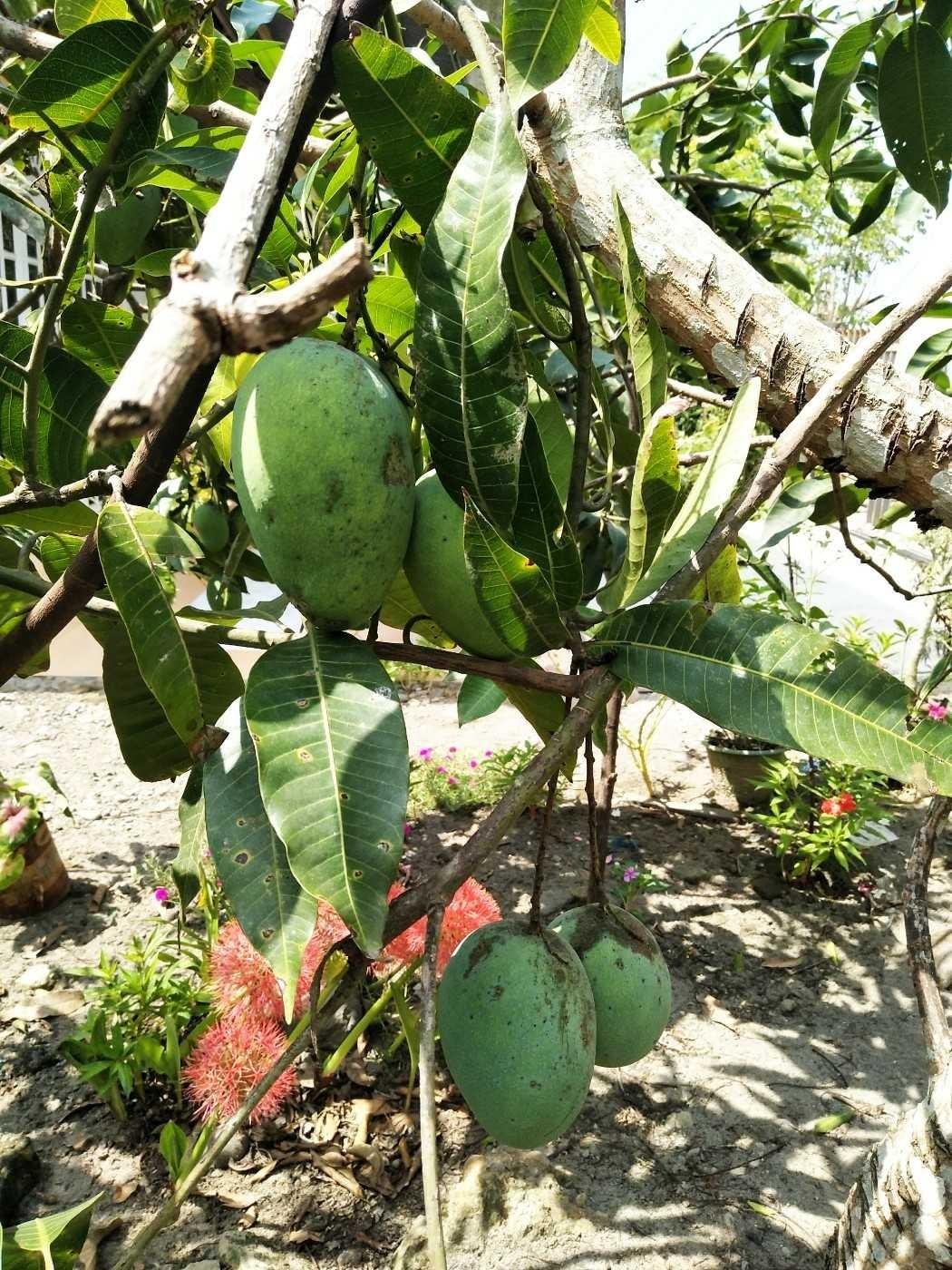  Gambar Akar Mangga 