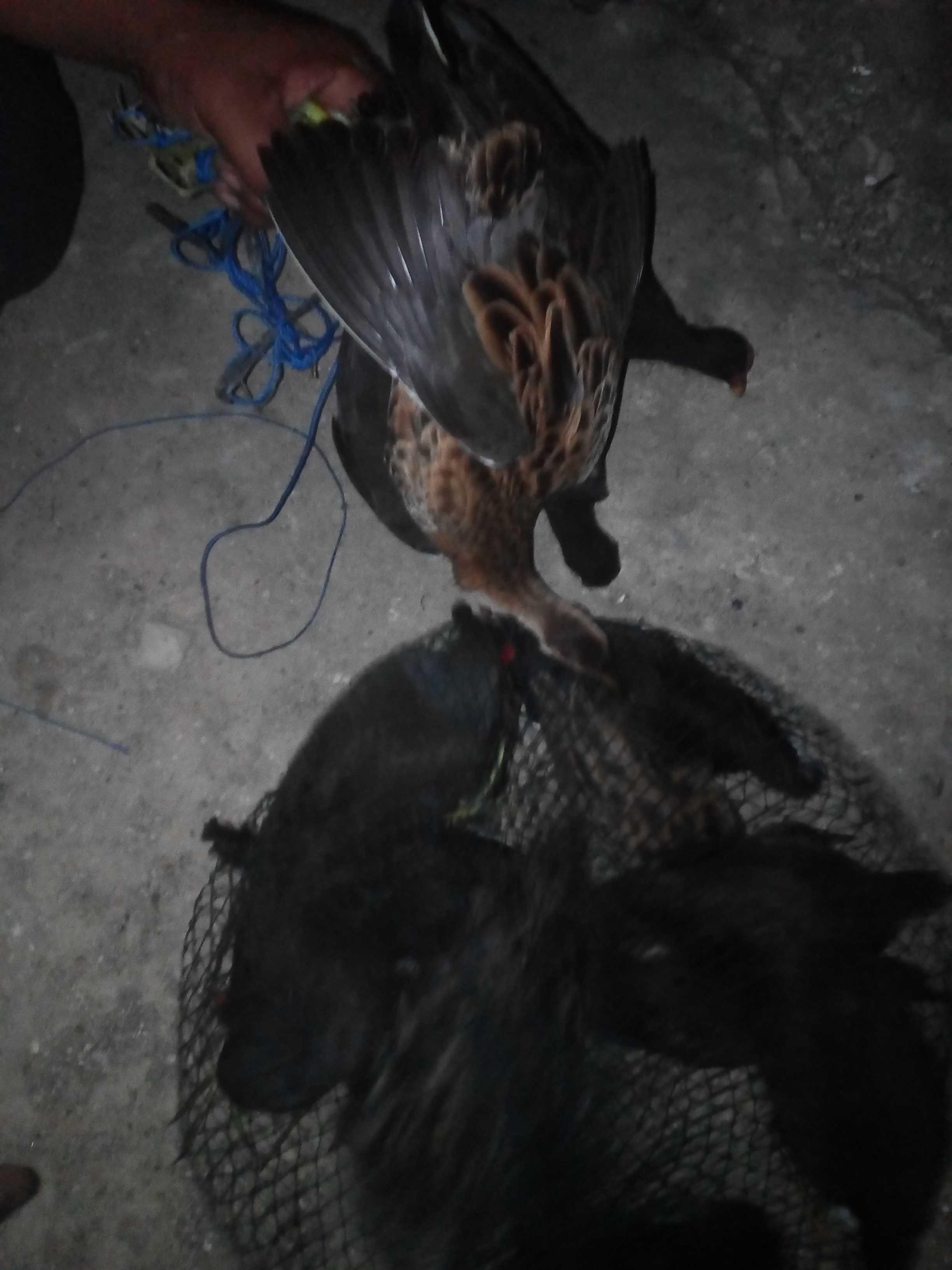 Memikat Burung Mandar Di Malam Hari Partiko