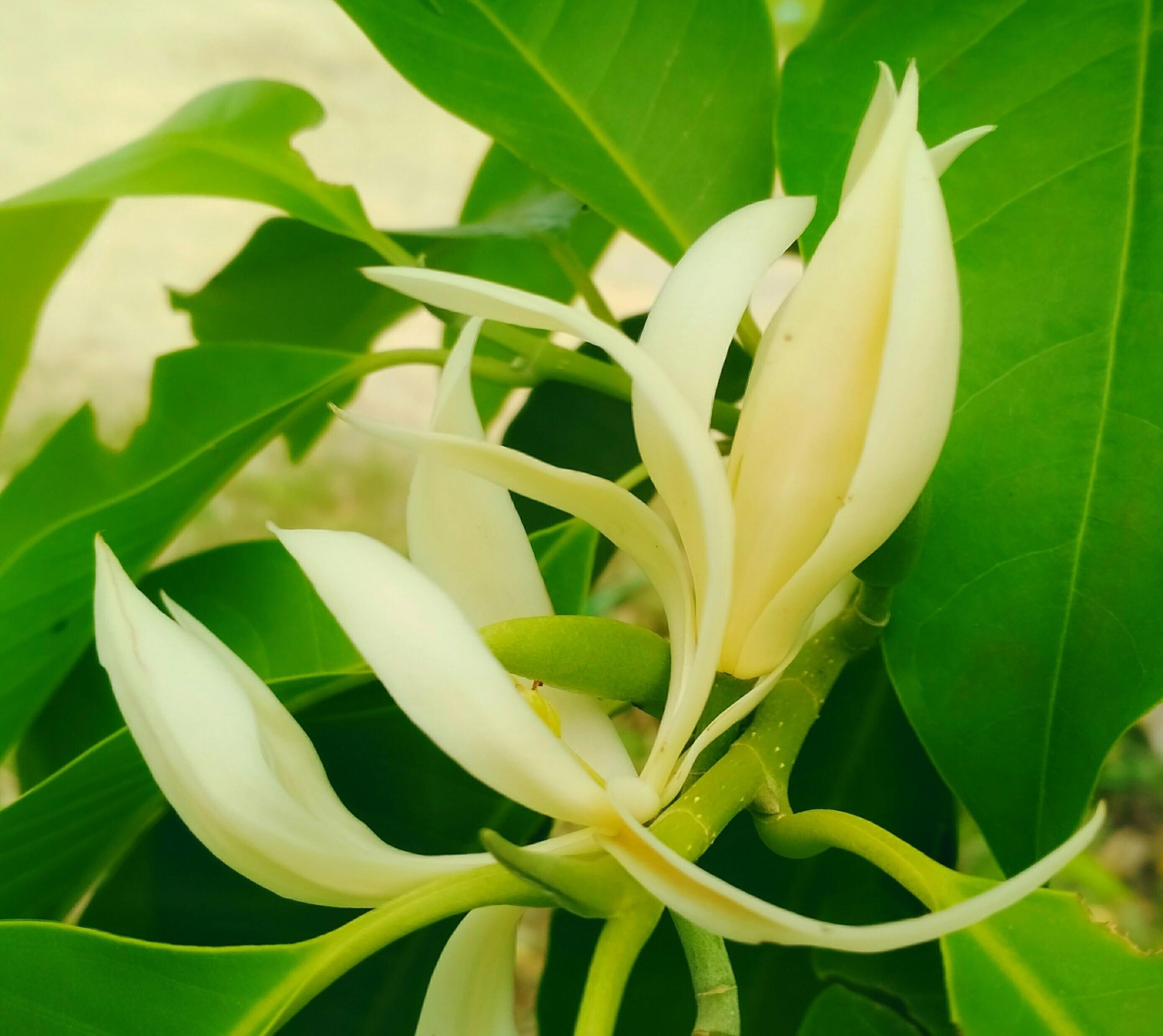Gambar Bunga Jeumpa  Pickini