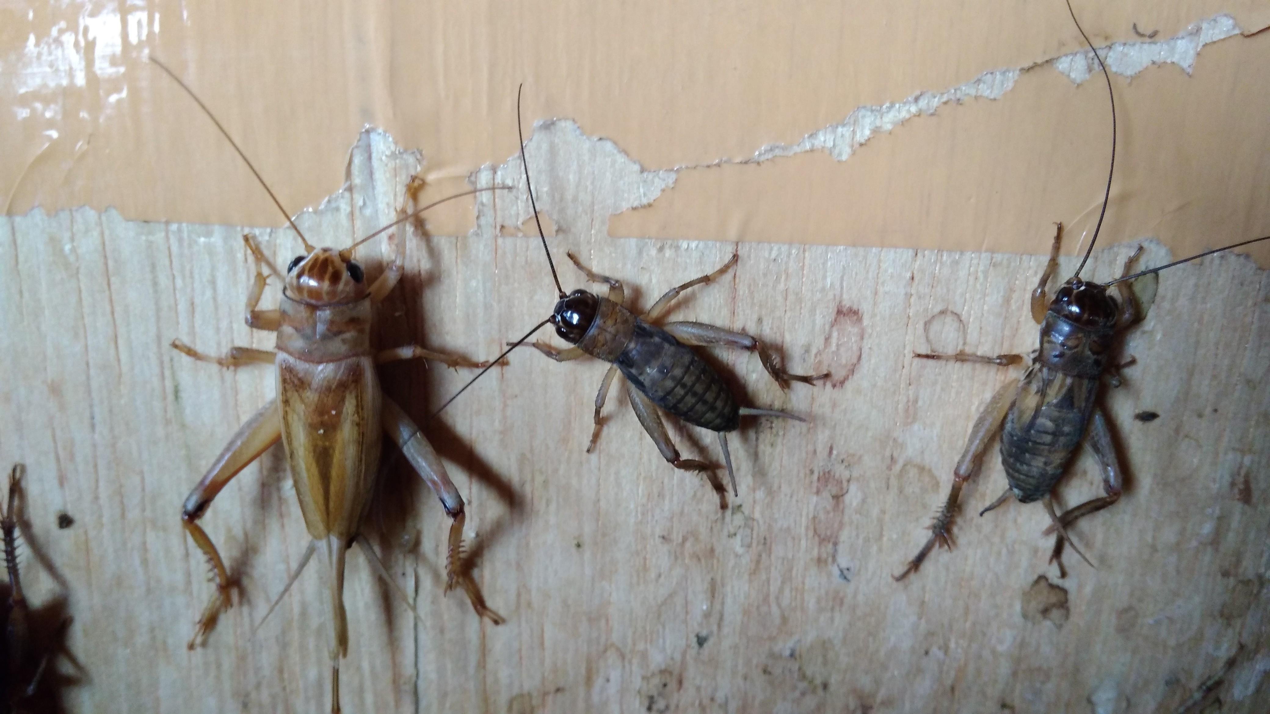 Jangkrik Di Toko Pakan Hewan