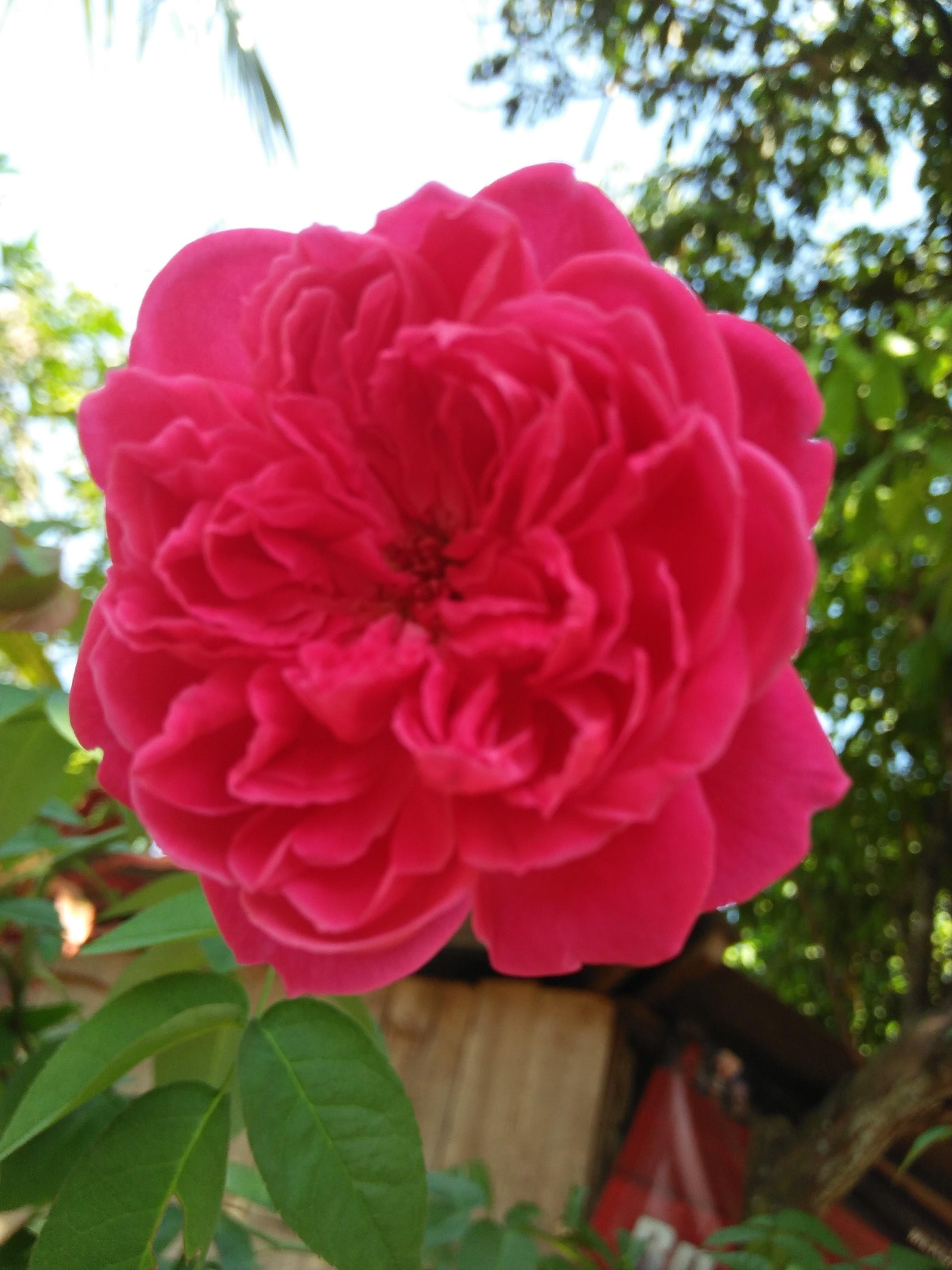  Gambar  Bunga Mawar  Berduri  Pickini