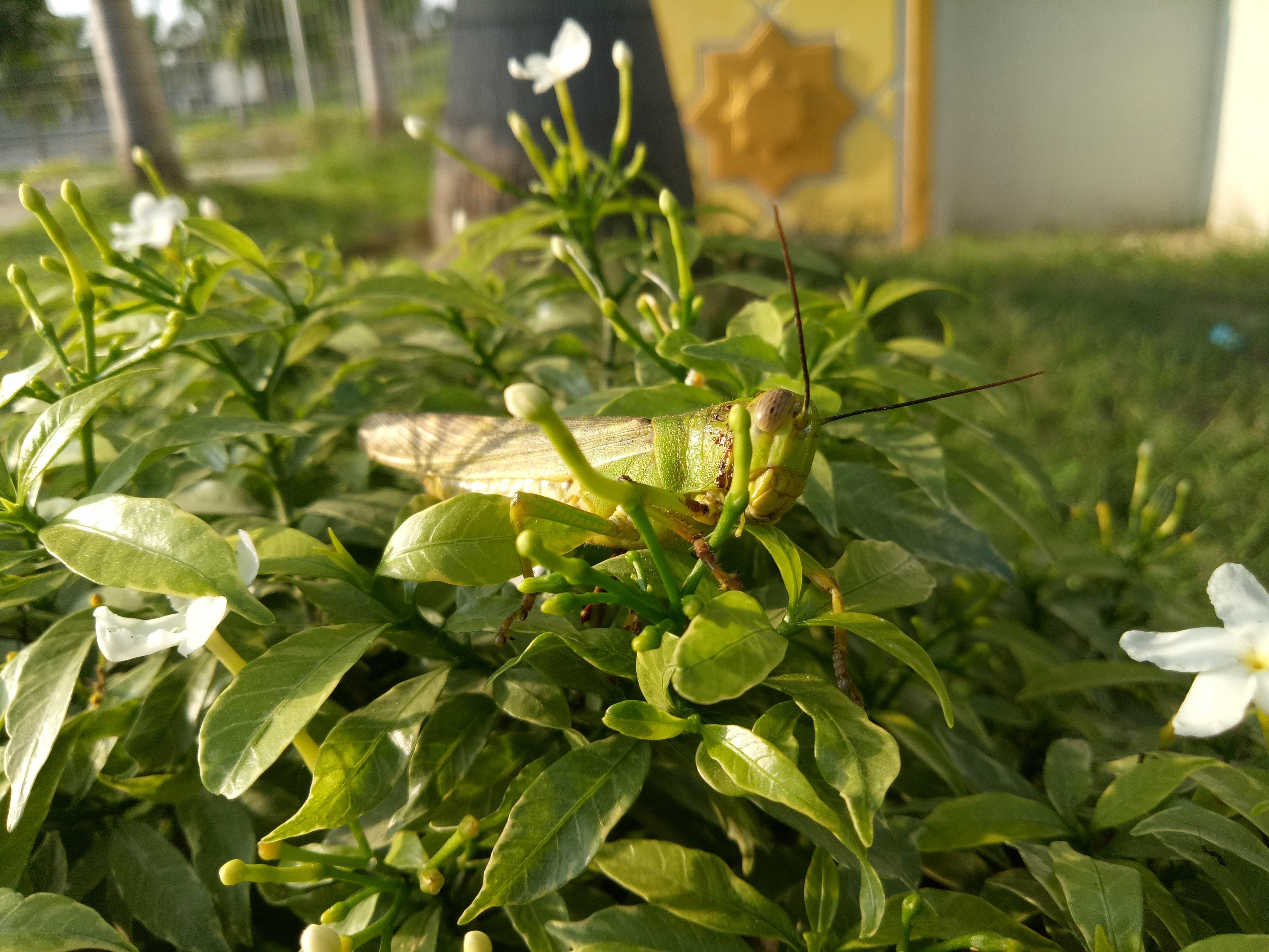 Belalang Yang Sedang Makan Bunga Melati Grasshopper Who Was Eating Jasmine Flower Two Language Indo English