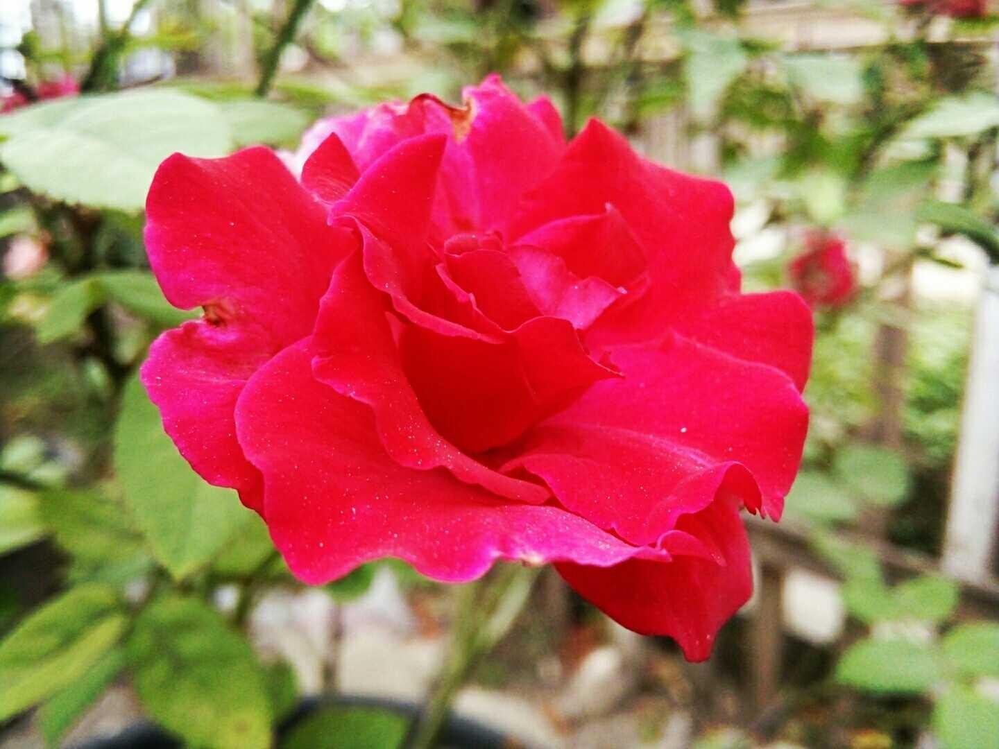 18+ Gambar Bunga Sekuntum Mawar Merah Galeri Bunga HD