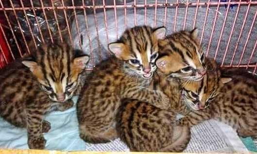 Harimau buluh(kucing batu)/Tiger of buloh or cat stone u2014 SteemKR