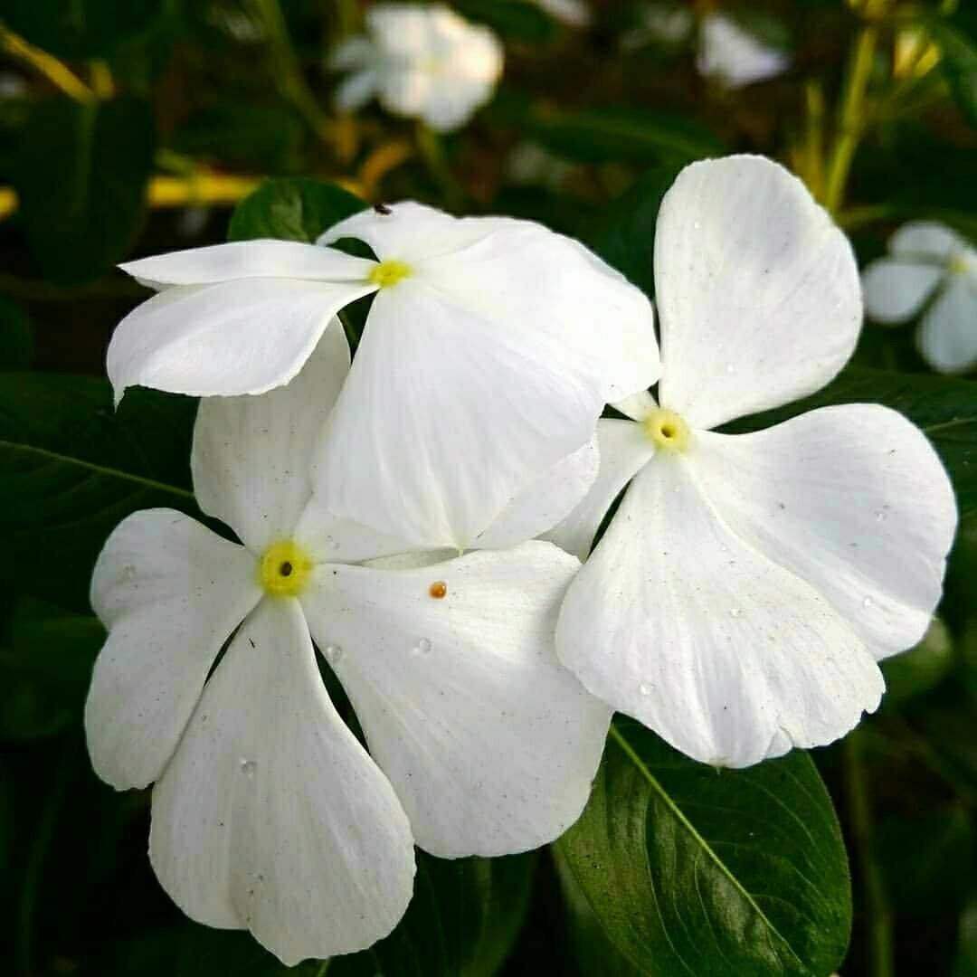 Fantastis 19+ Gambar Bunga Pacar Air Putih - Gambar Bunga HD