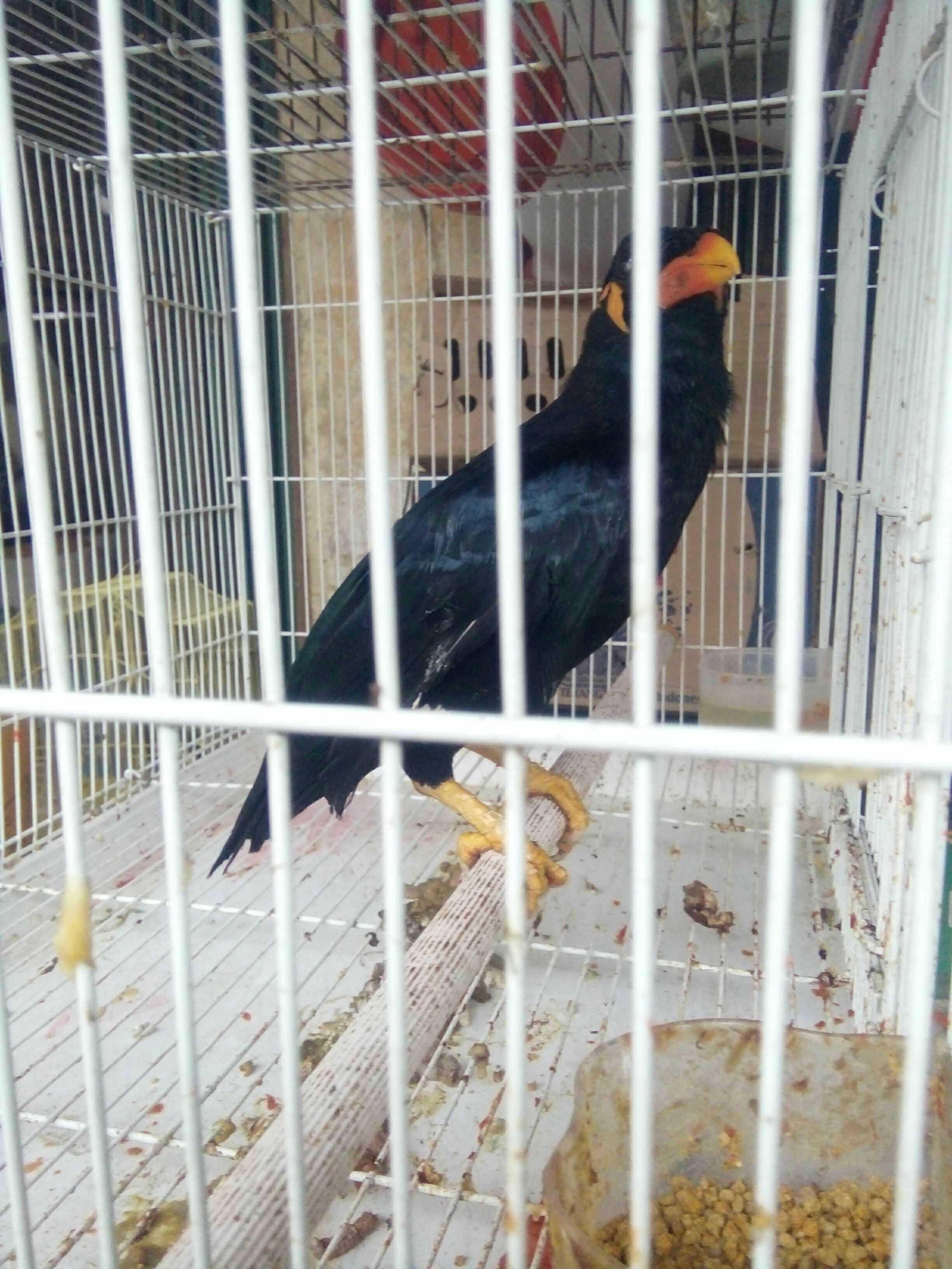 Esteem Beo Salah Satu Burung Yang Pandai Berbicara Steemkr
