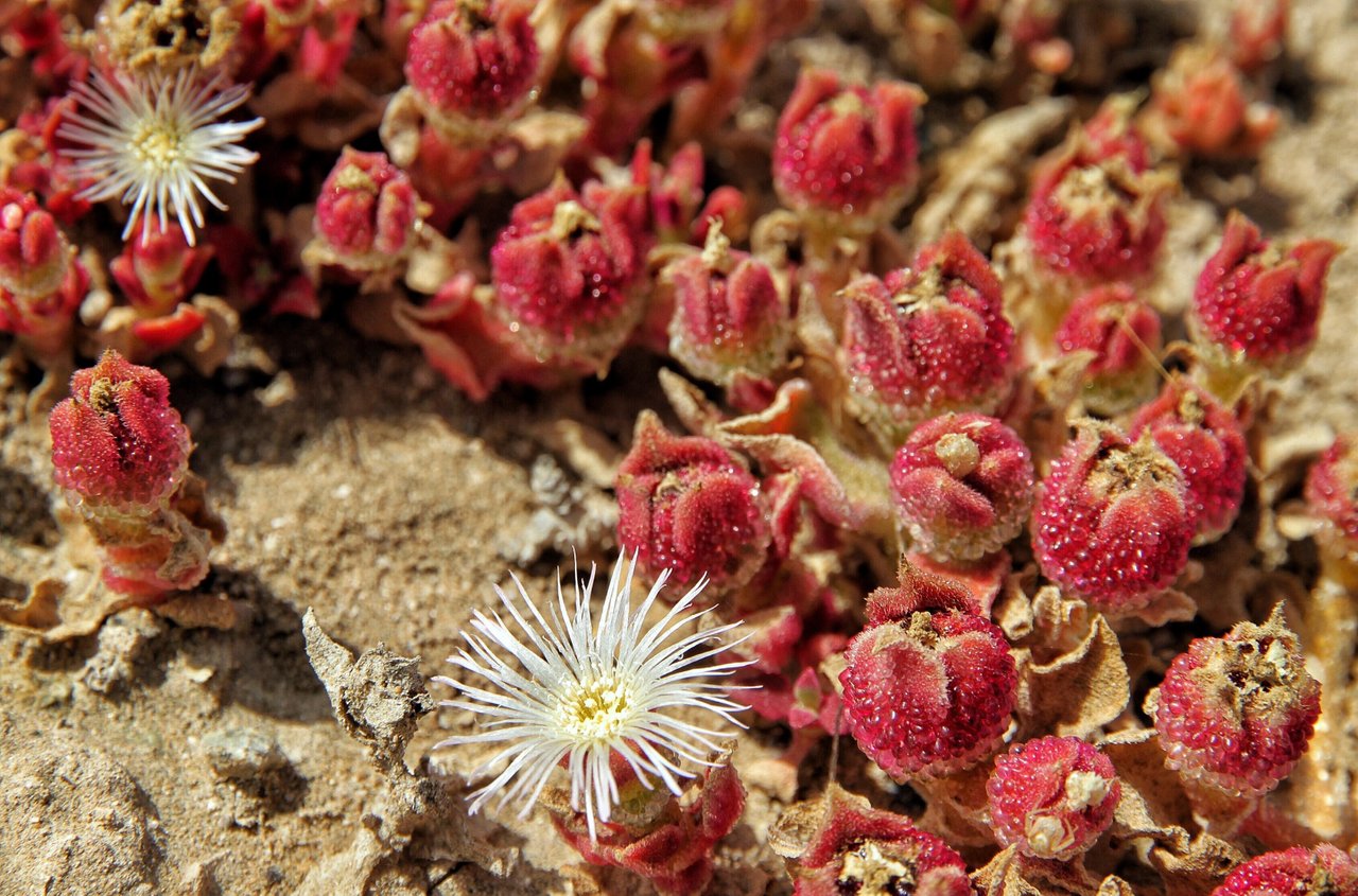 233 Desert Flowers 1 沙漠之花 一