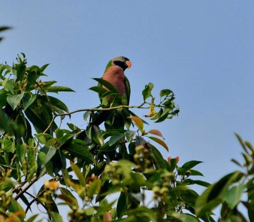 Burung Betet Yang Sangat Indah Steempeak
