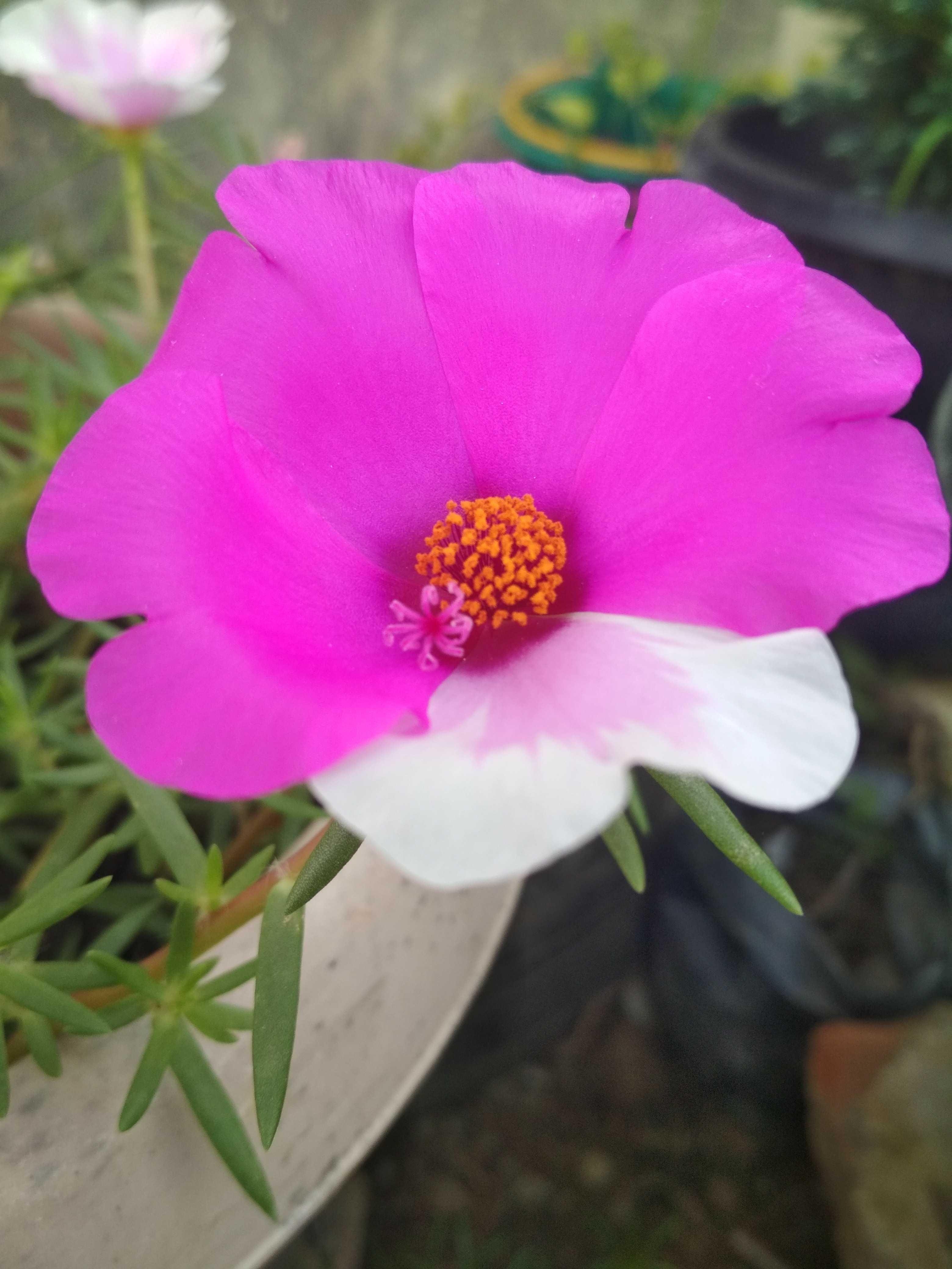 Terbaru 25 Gambar Bunga  Yg  Indah  Dan Unik Koleksi Bunga  HD