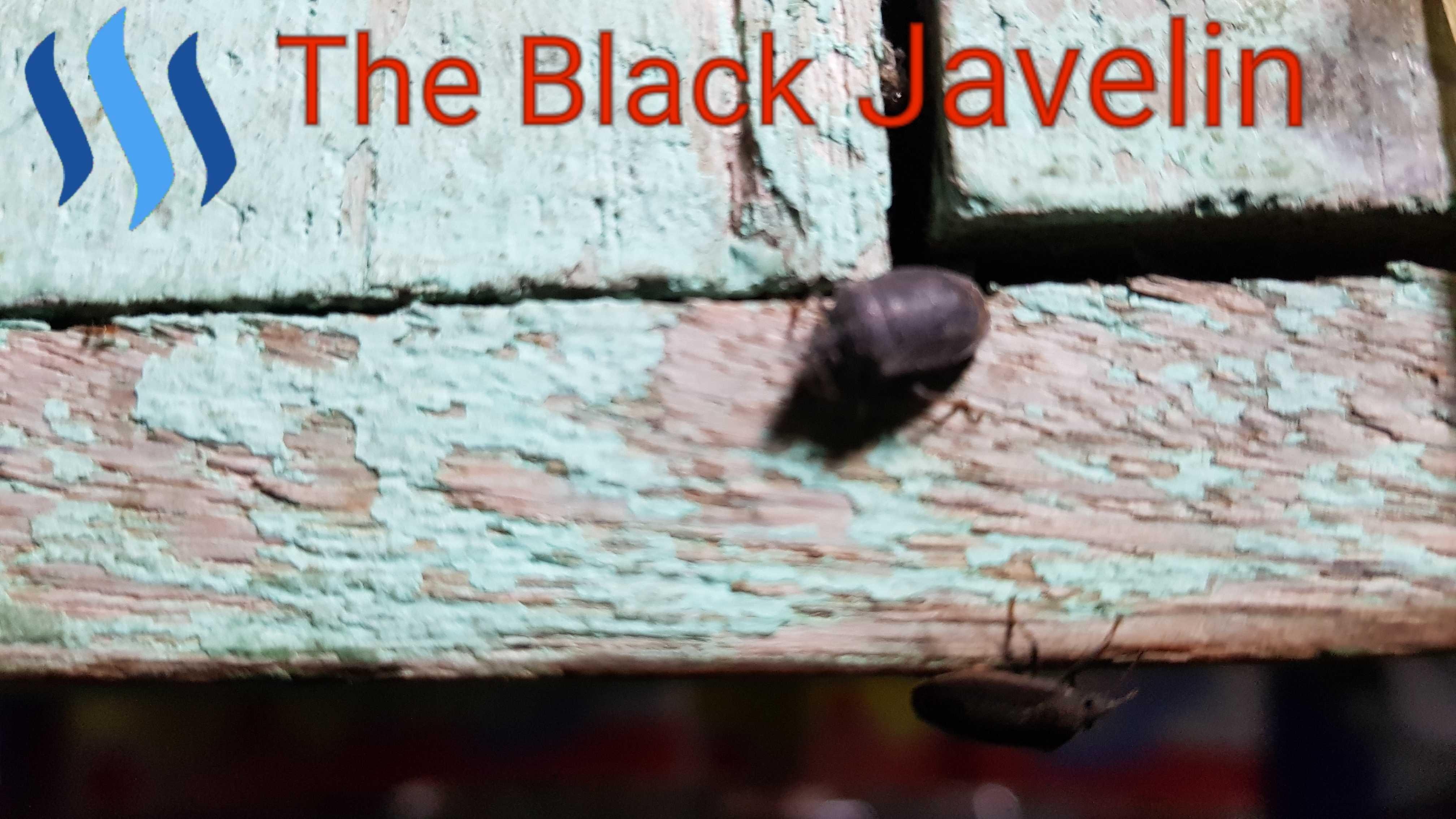 Know The Black Javelin The Human Beast To Life In The Dark