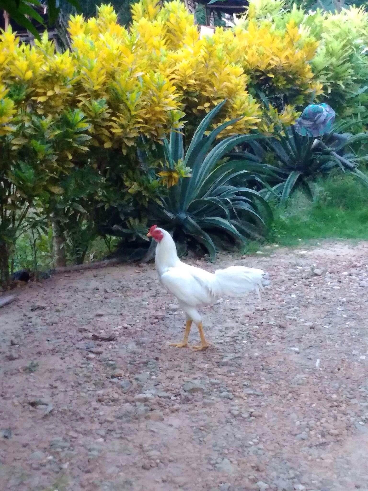 Mitos Tentang Ayam Berkokok