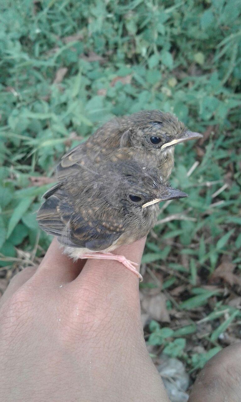 Sikatan Rimba Seekor Burung Yang Sedang Viral Di Dunia Kicau