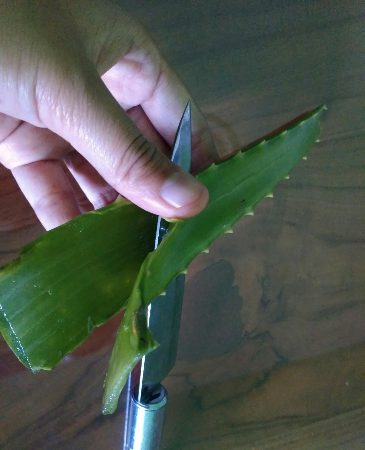 Mengatasi Rambut Rontok Dengan Lidah Buaya Aloe Vera Steemit