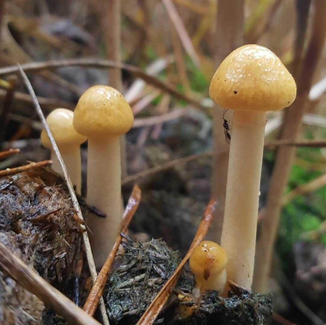 Photograph The Big Family Of Mushroom