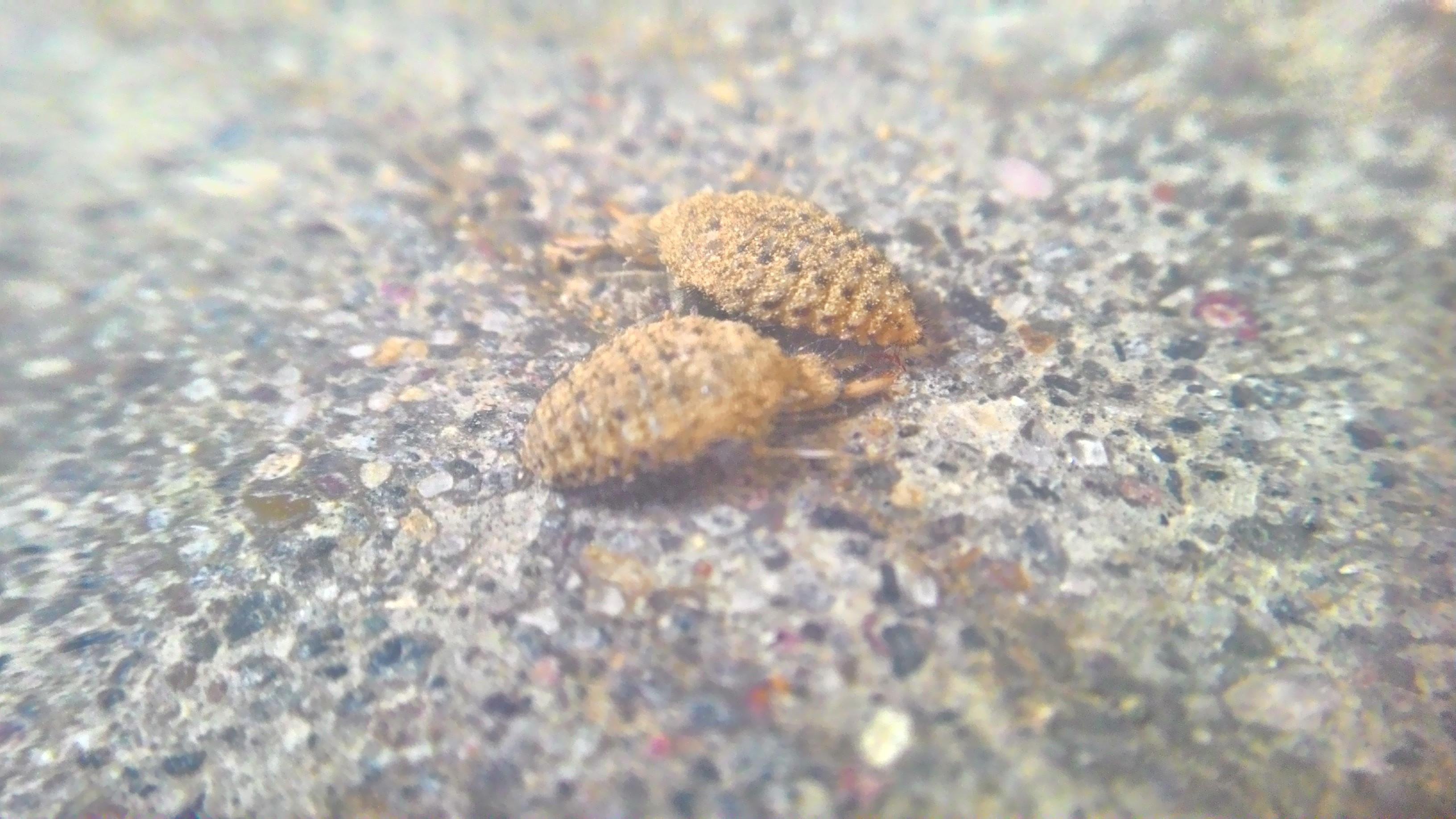 Manfaat Dan Kegunaan Hewan Undur Undur Keurhok Rhok The