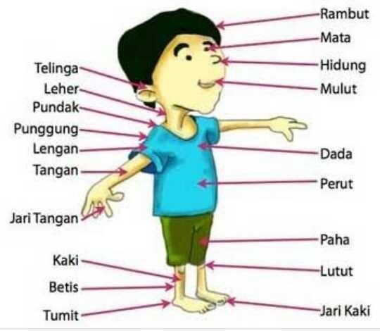 Nama organ tubuh manusia bagia luar dalam 3 bahasa