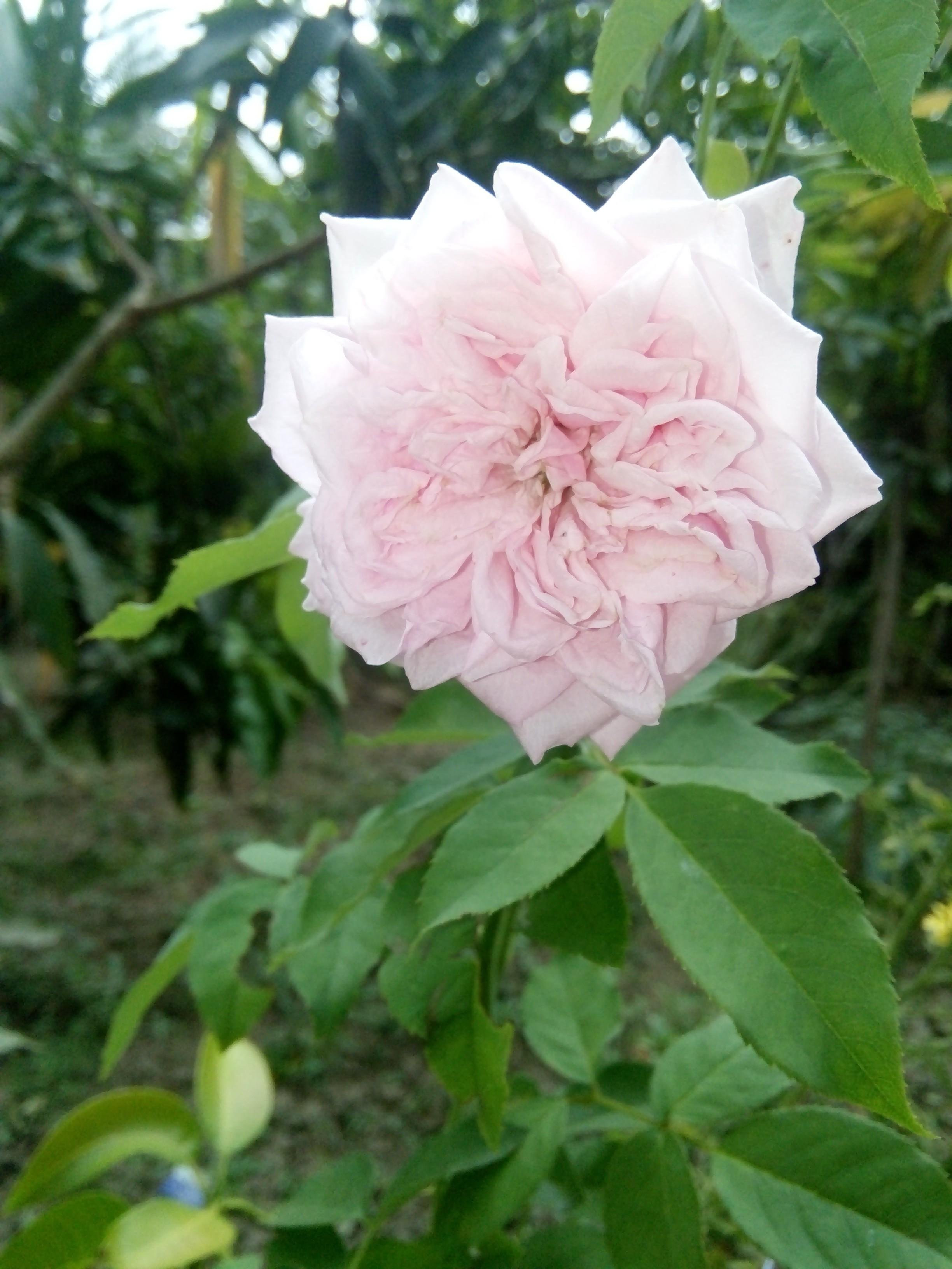 Terkeren 21 Bunga  Mawar  Hidup  Di Daerah Apa Gambar Bunga  HD