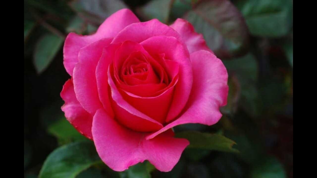 Gambar Bunga  Mawar  Pink Pickini