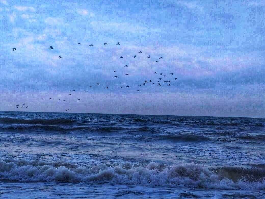 Photography Portrait Of The Beauty Of Birds Over The Sea