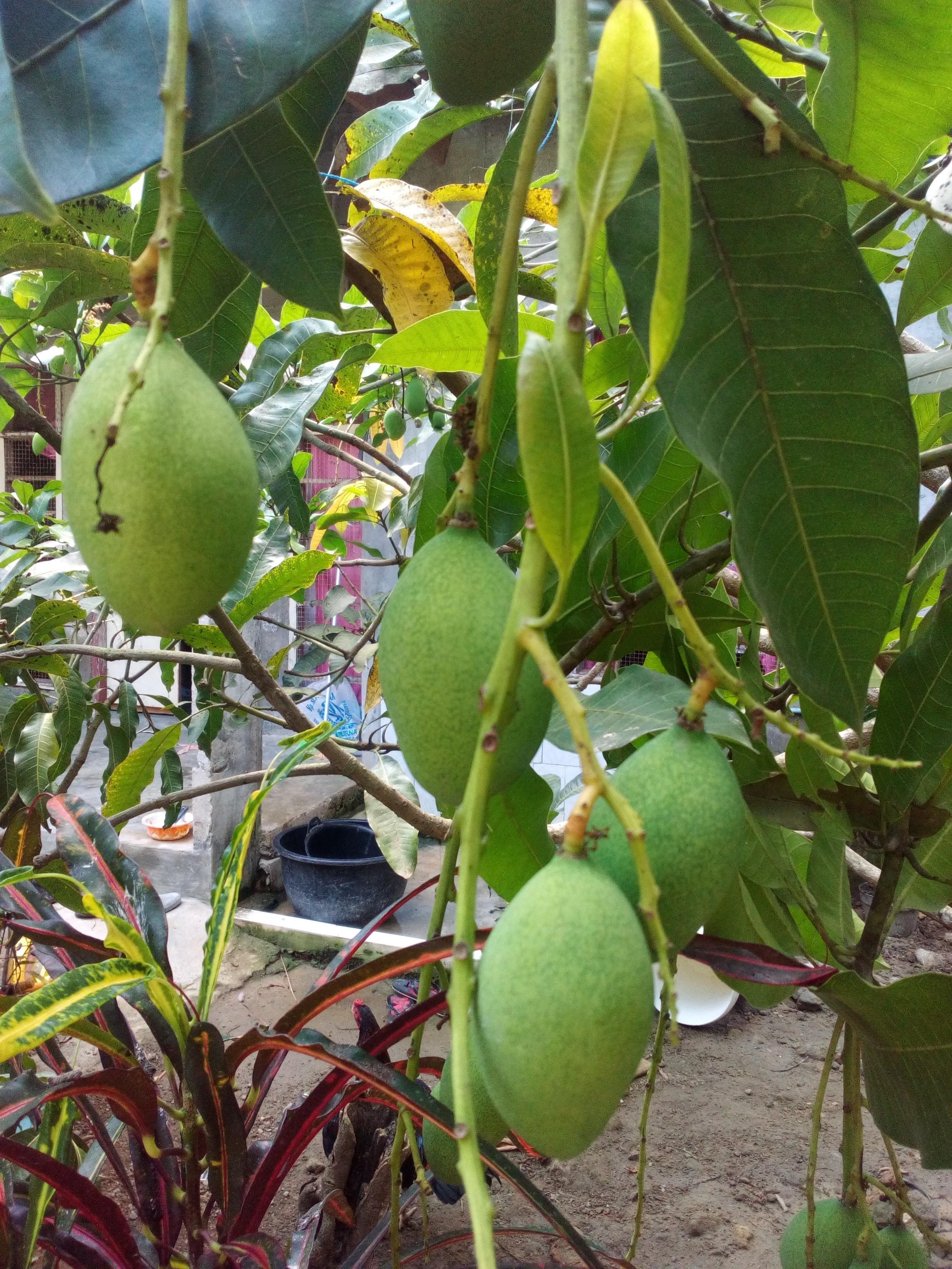 Wow 29 Gambar Buah Mangga  Muda Gani Gambar