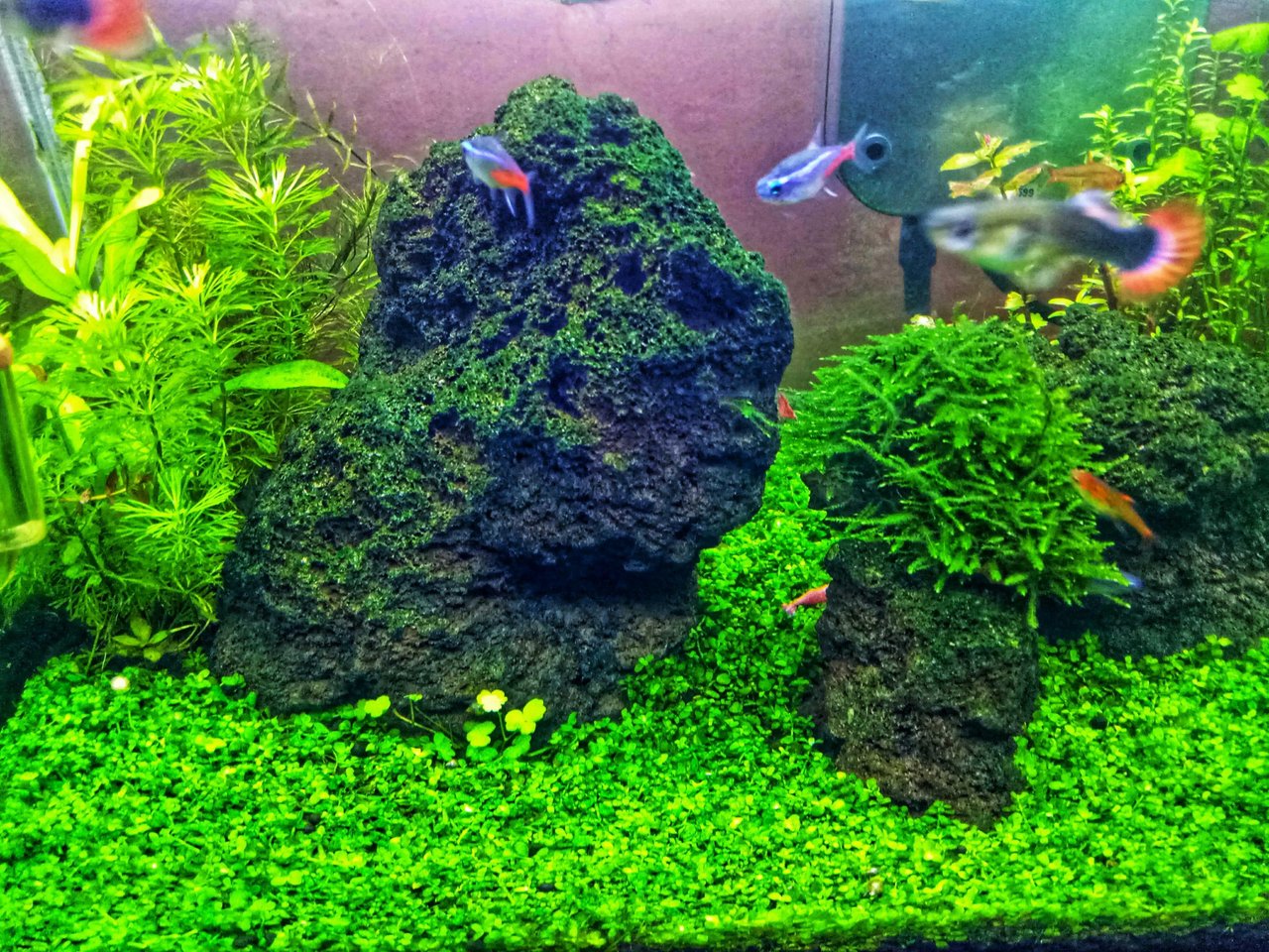 Aquascape Photography Green Carpet And Neon Tetra Fish