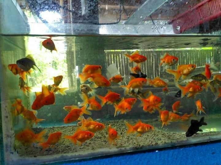 9700 Koleksi Mas Koki Fish Aquarium Gratis Terbaru