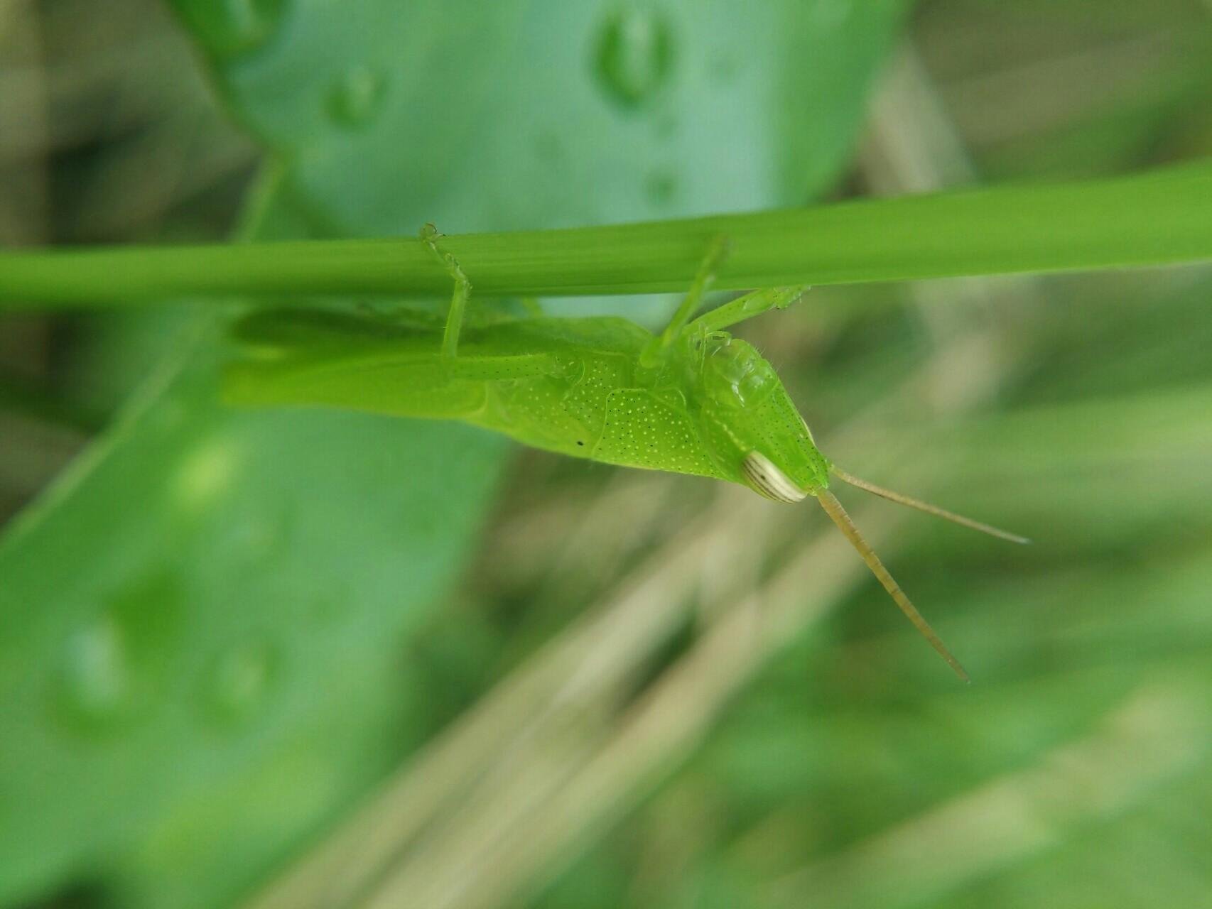 The Beauty Of Green Grasshopper Keindahan Belalang Hijau