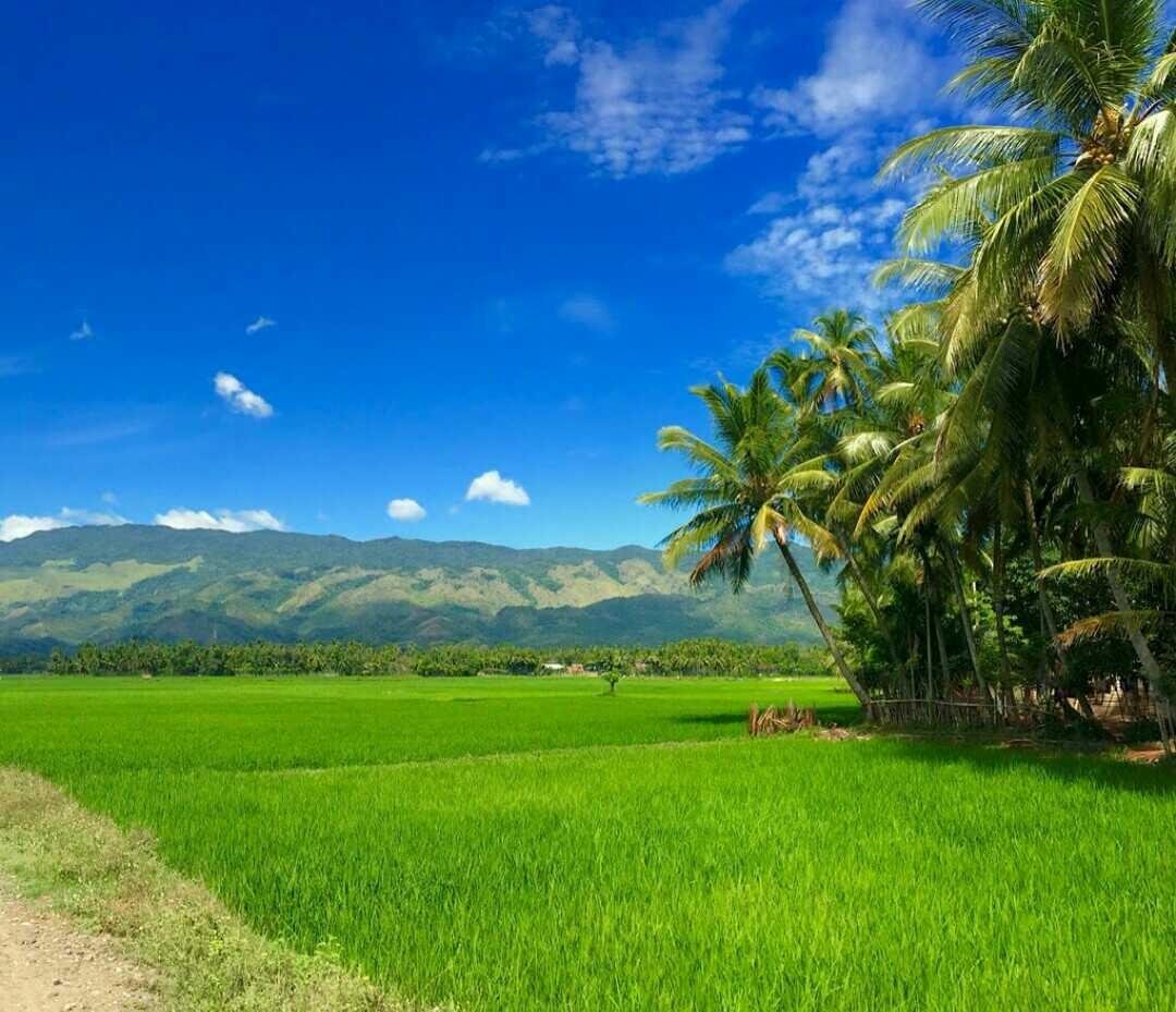 Wow 30 Foto Pemandangan Alam Yang Hijau - Pemandangan Top Banget