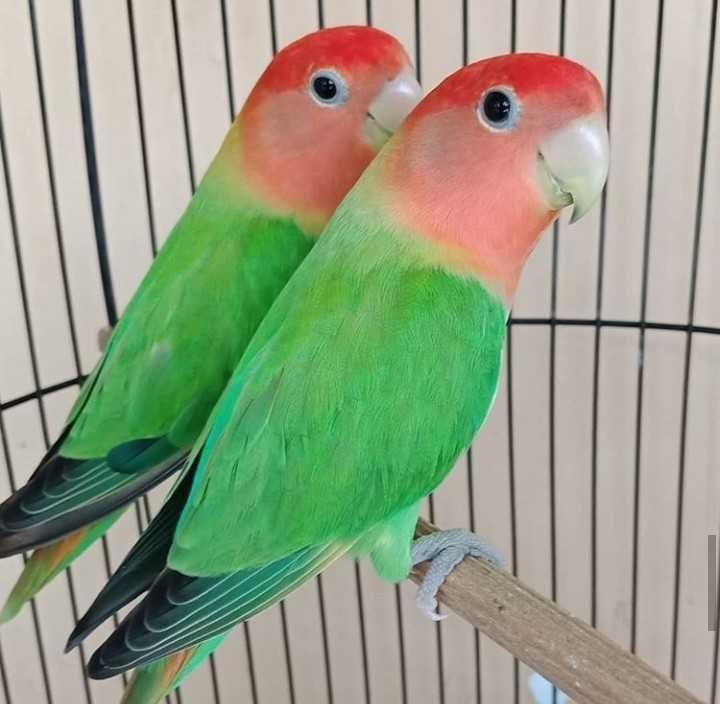 Love Bird Is Beautiful Animalphotography Steempeak