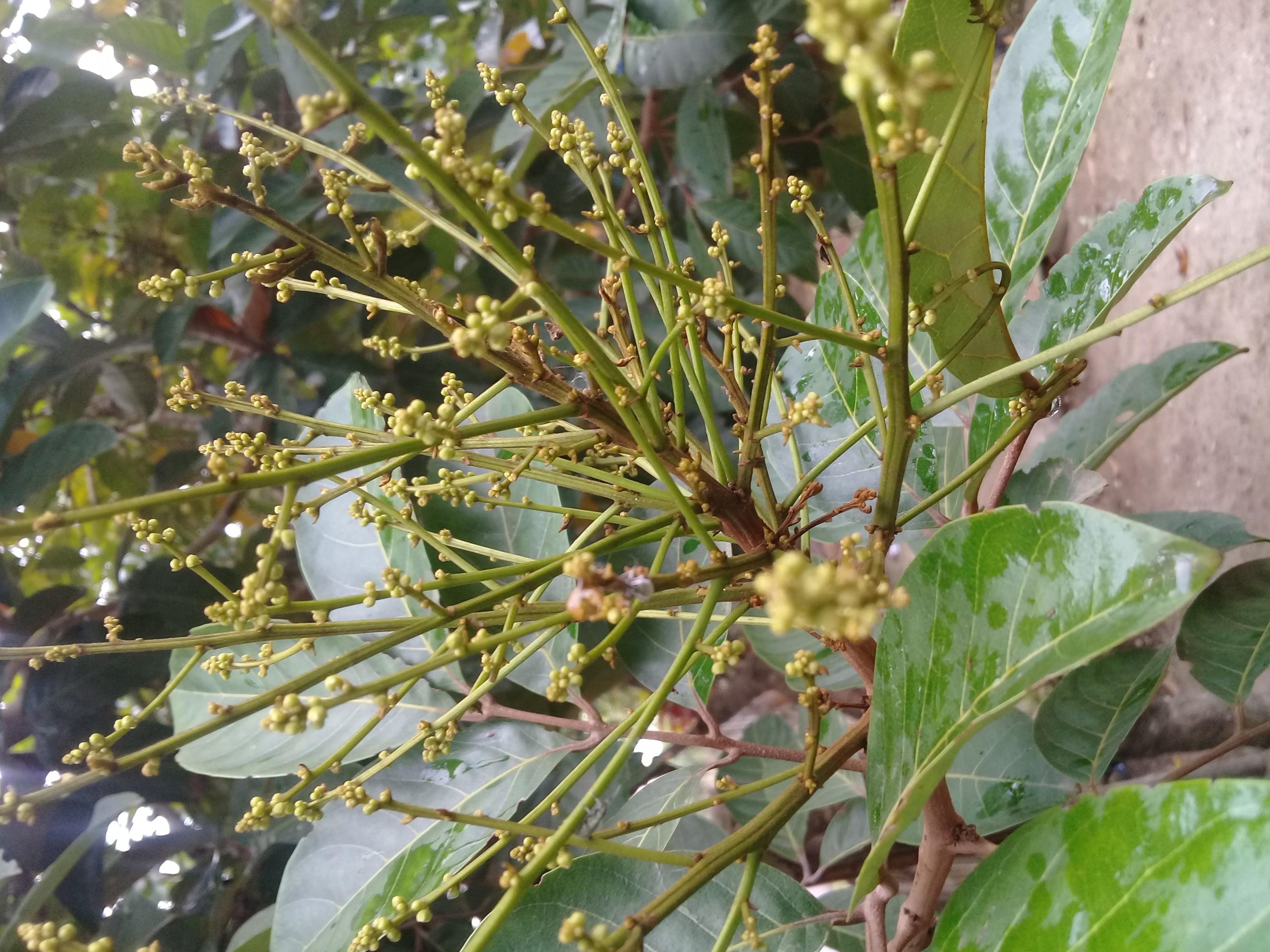  Gambar  Panen Buah Rambutan  Binjai Manis Pekarangan Rumah 