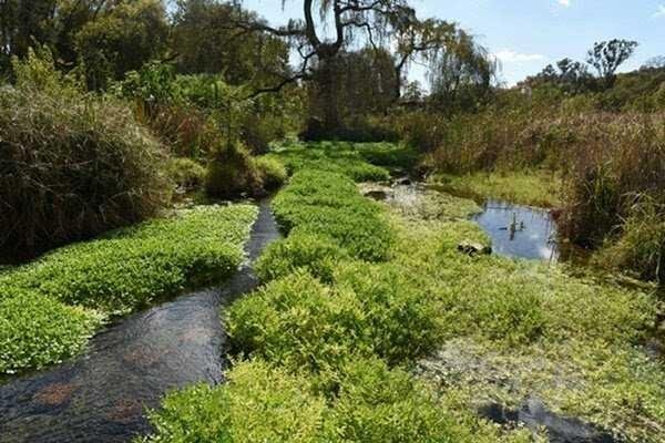 Sanral Wants To Become One With Nature Steemkr