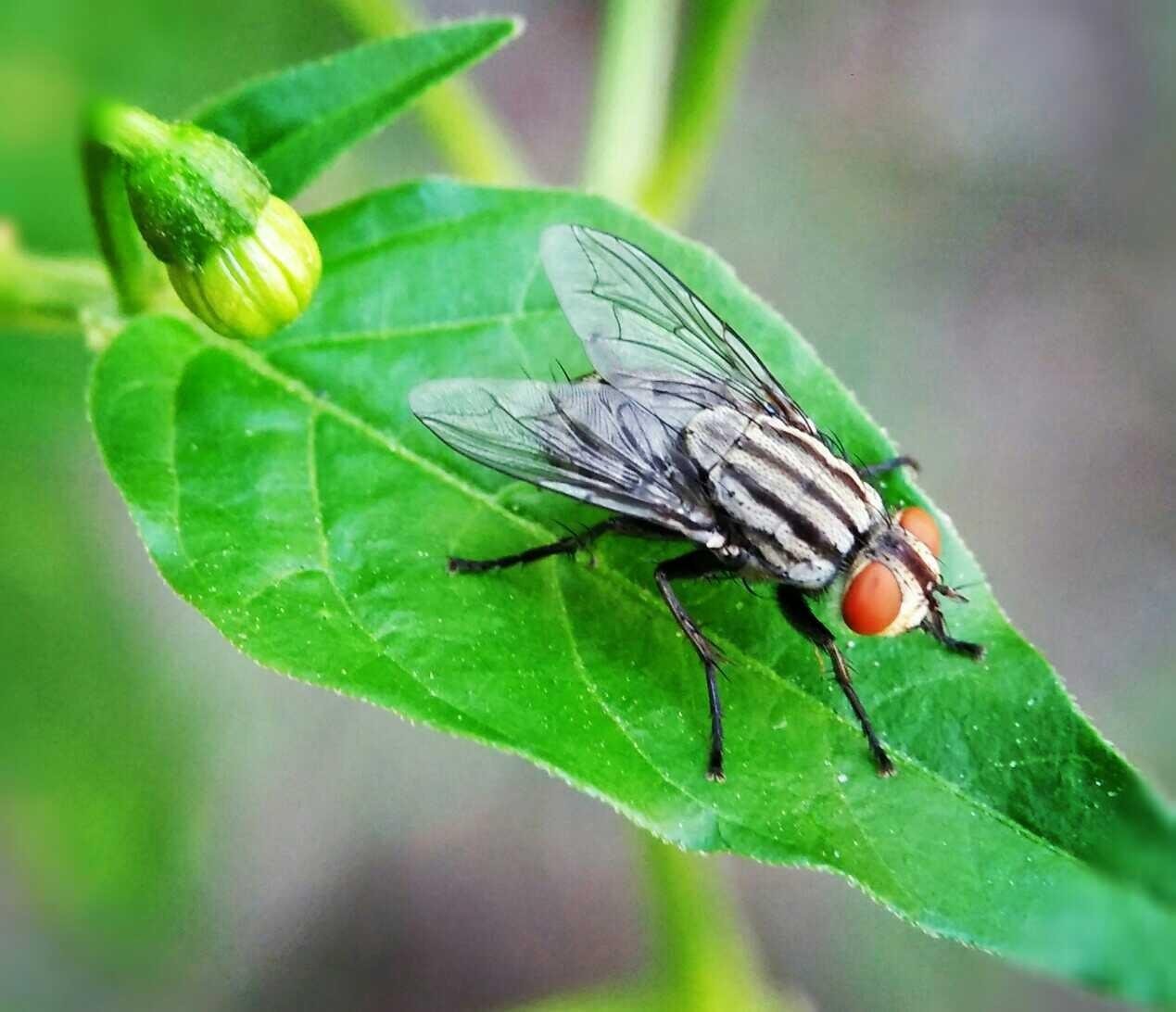 Paling Bagus 21+ Gambar Bunga Cabe Rawit Gambar Bunga HD