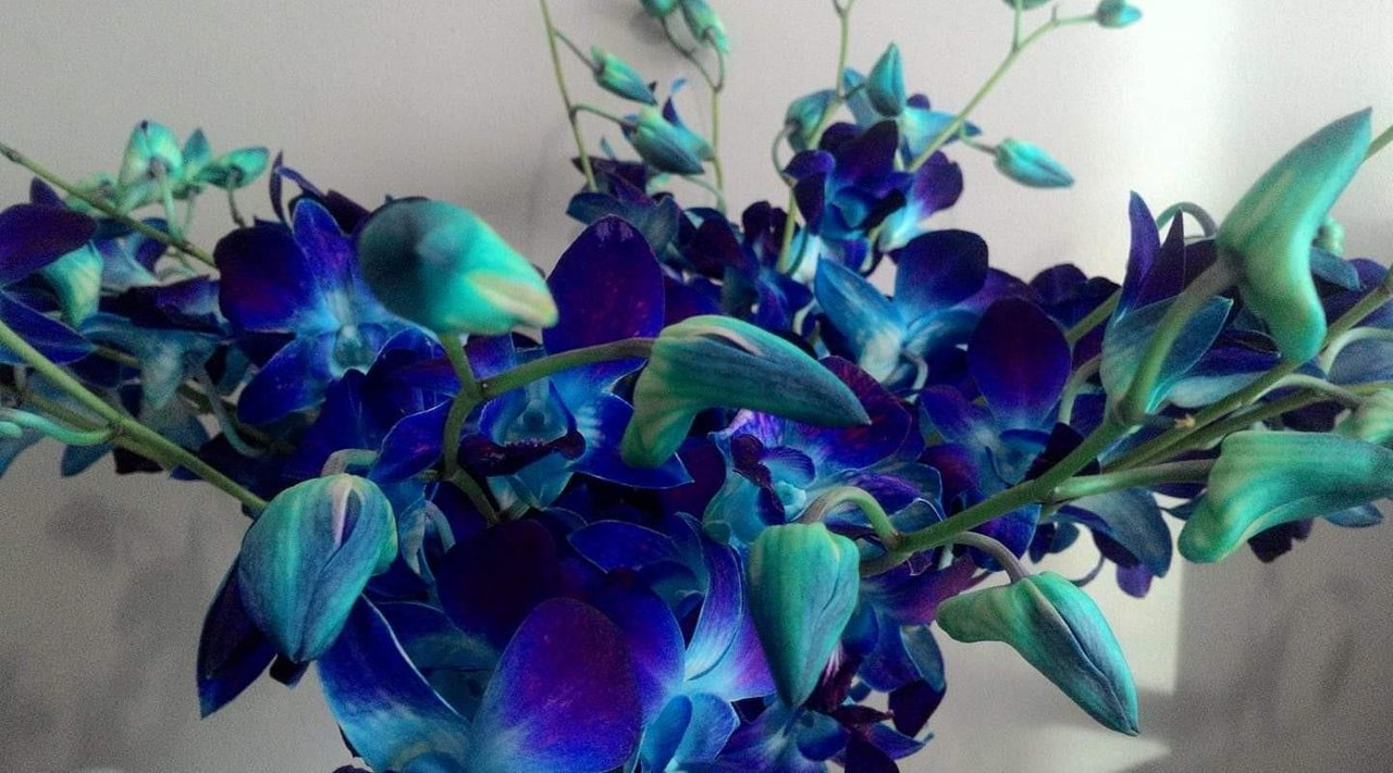Blue Orchid Flower Meaning Best Flower Site