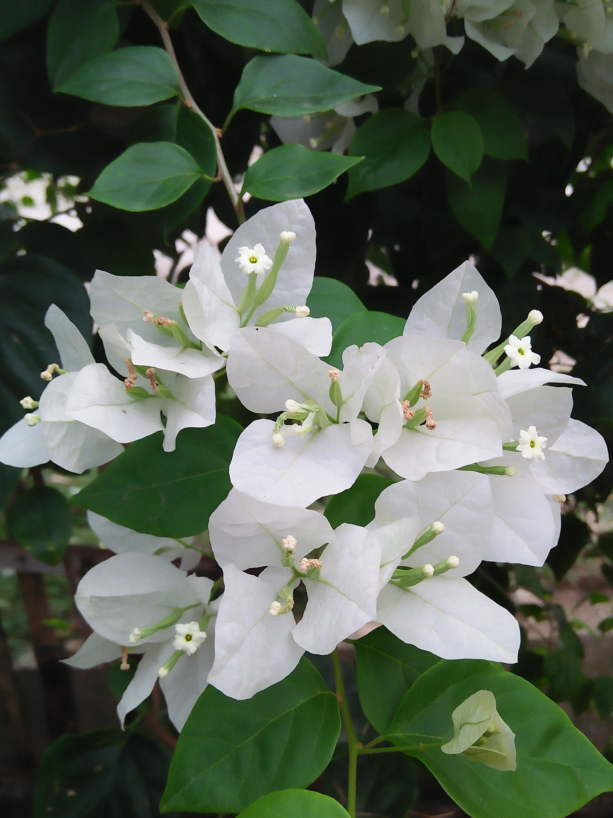  Gambar  Bunga  Putih  Pickini