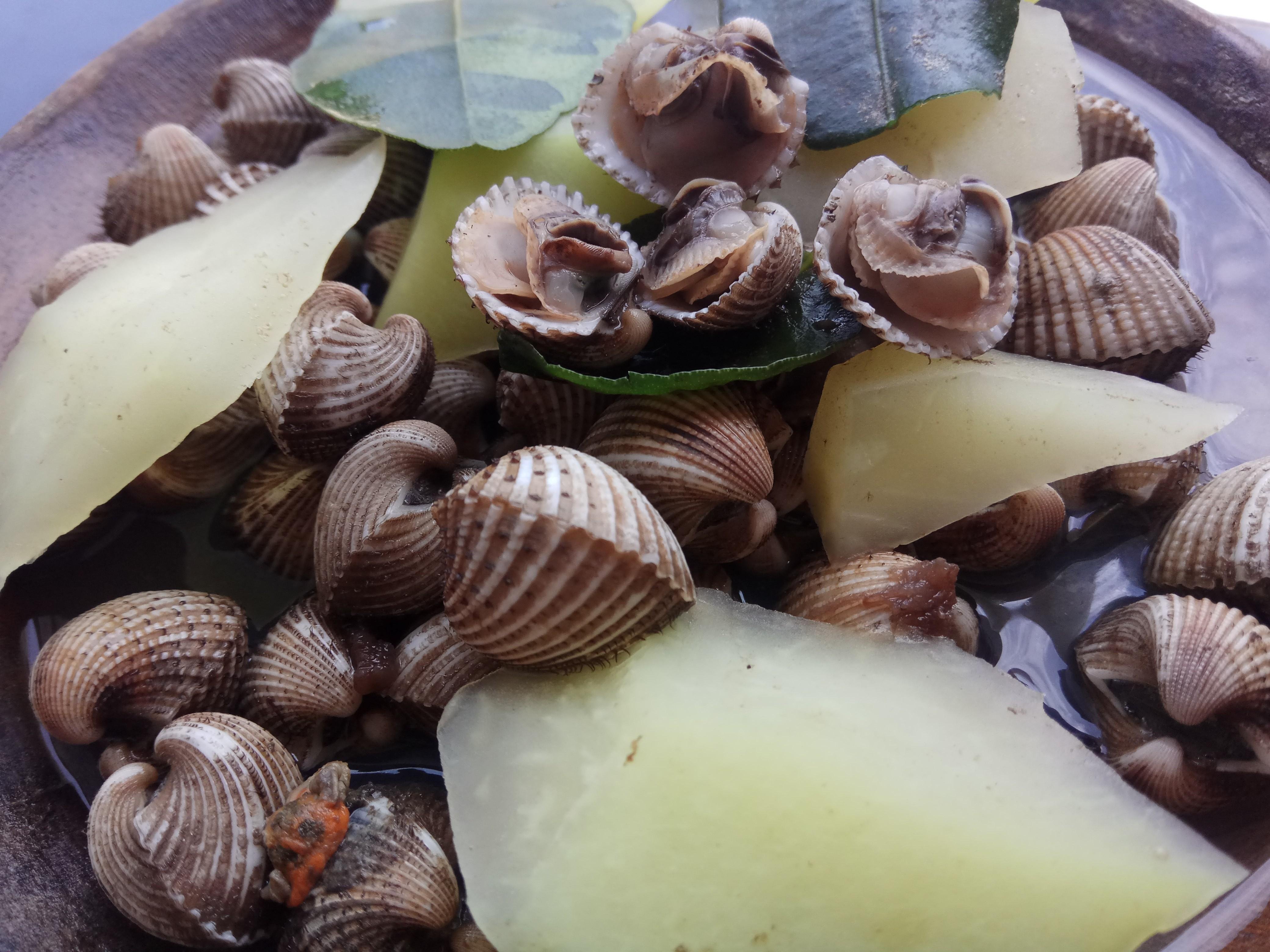 Cara Masak Kerang Rebus / Begini Loh Cara Mudah Membuat Cara Masak Kerang Rebus / Begini Loh Cara Mudah Membuat